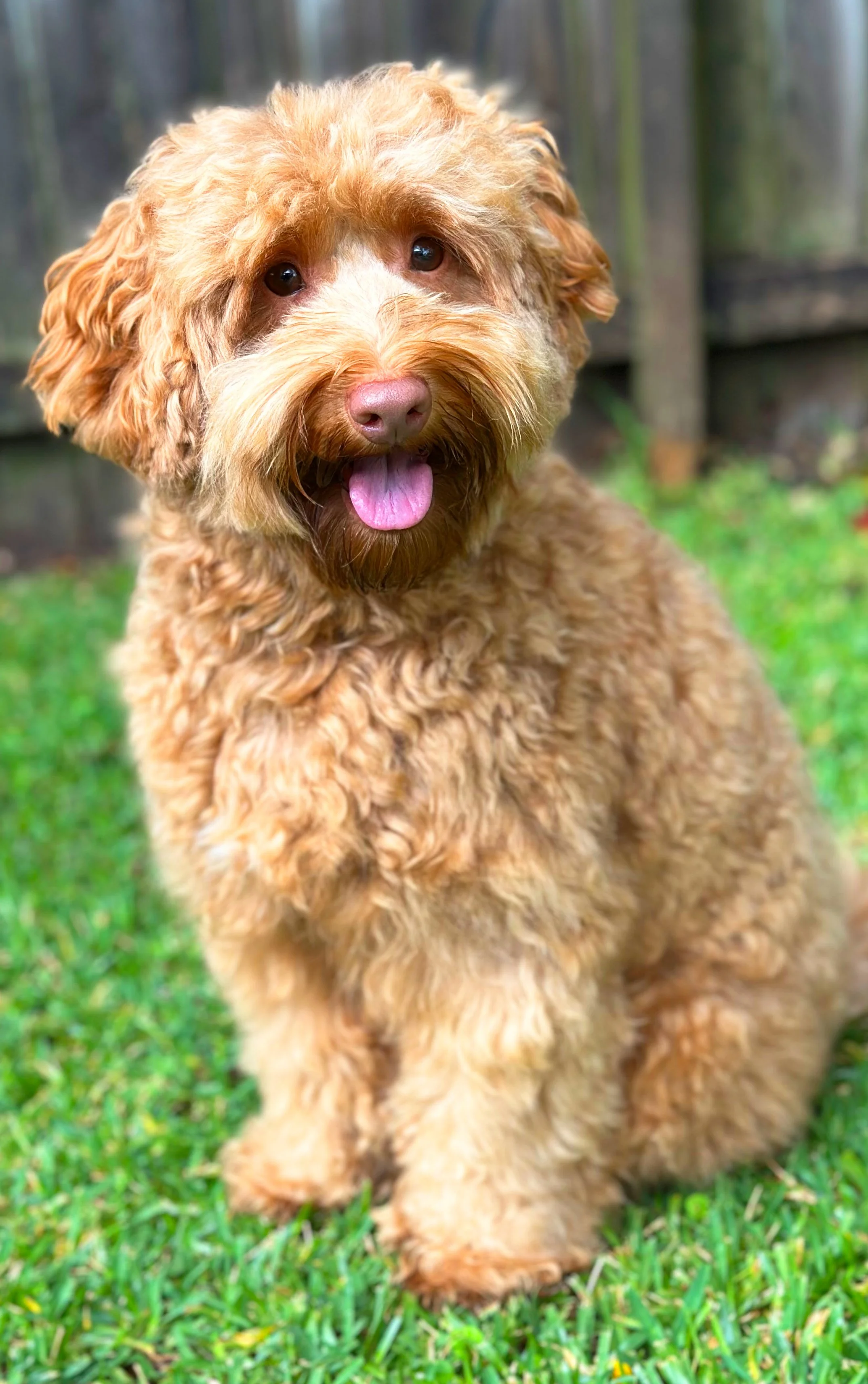 Adult australian labradoodle breeding dog, Sydney NSW, Goanna Hill Labradoodles