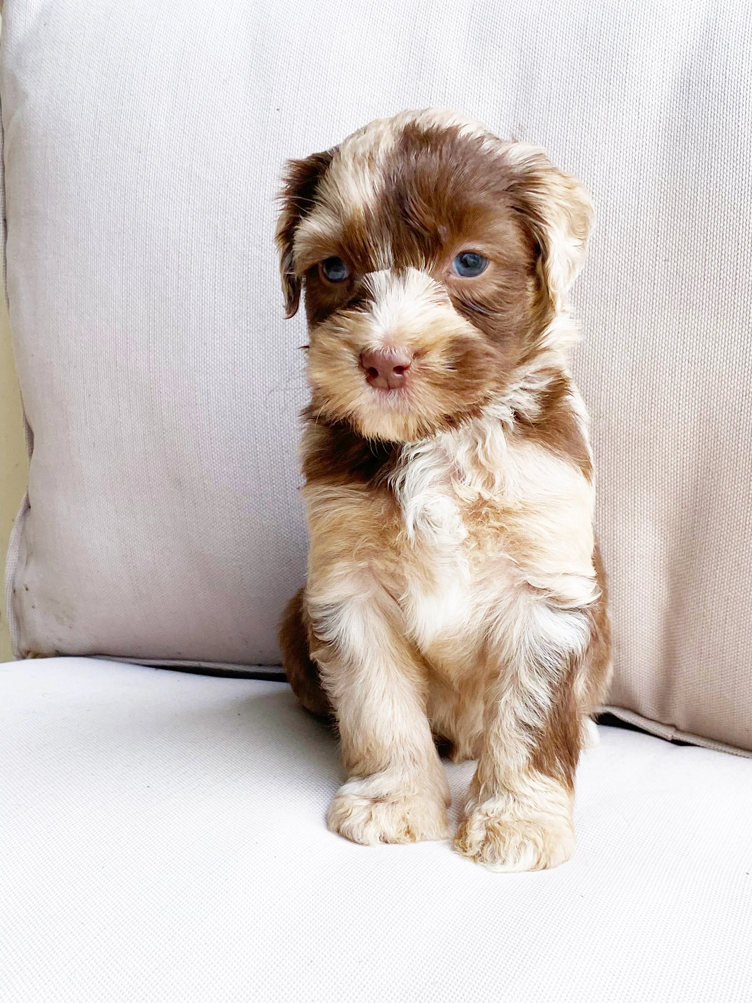 paispup1.jpg