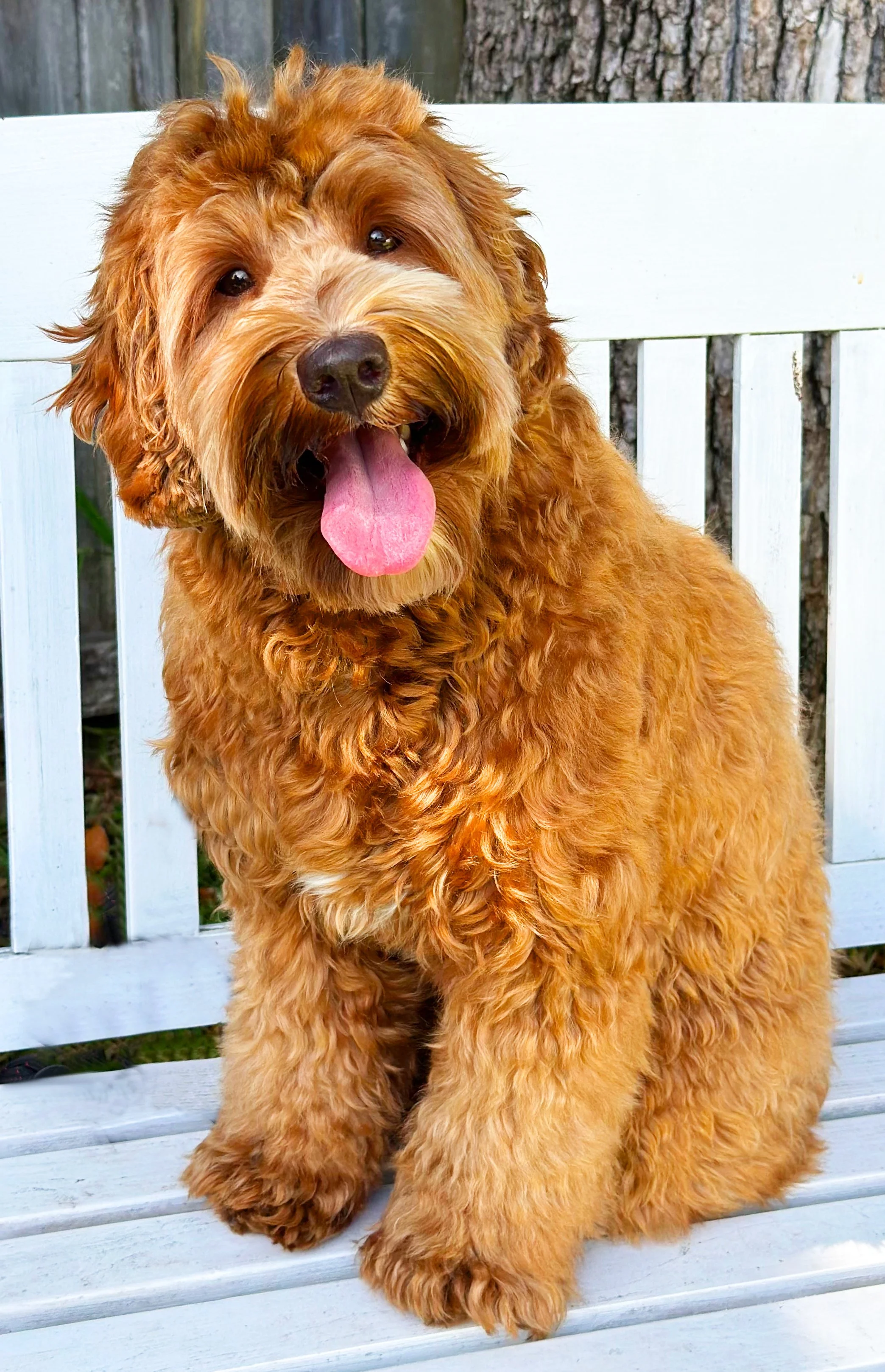 Adult australian labradoodle breeding dog, Sydney NSW, Goanna Hill Labradoodles