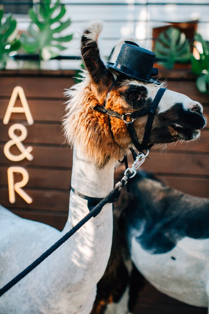 lama-alpaca-dallas-wedding.jpg