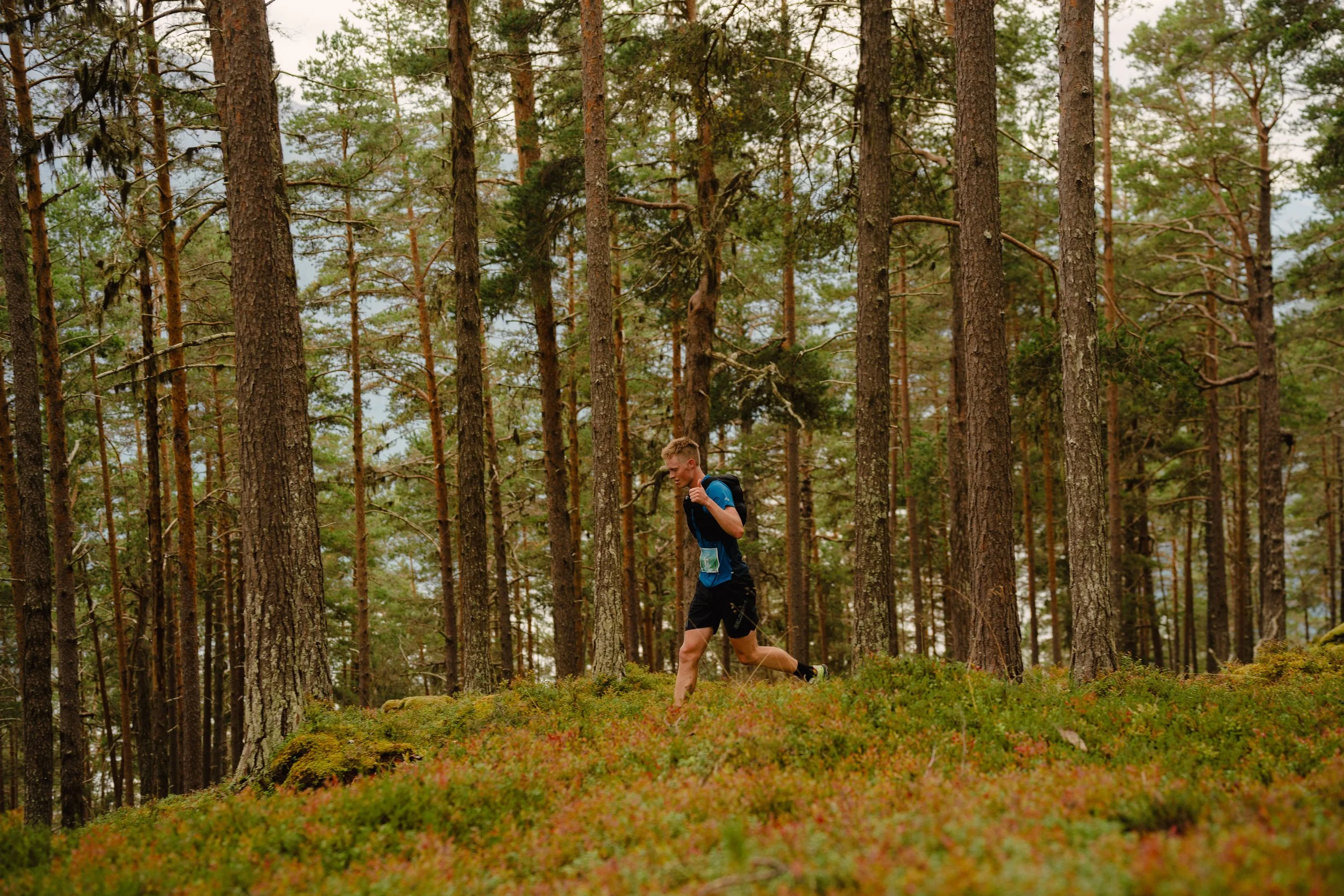 A person trail running through a dense forest of tall pine trees with green foliage.