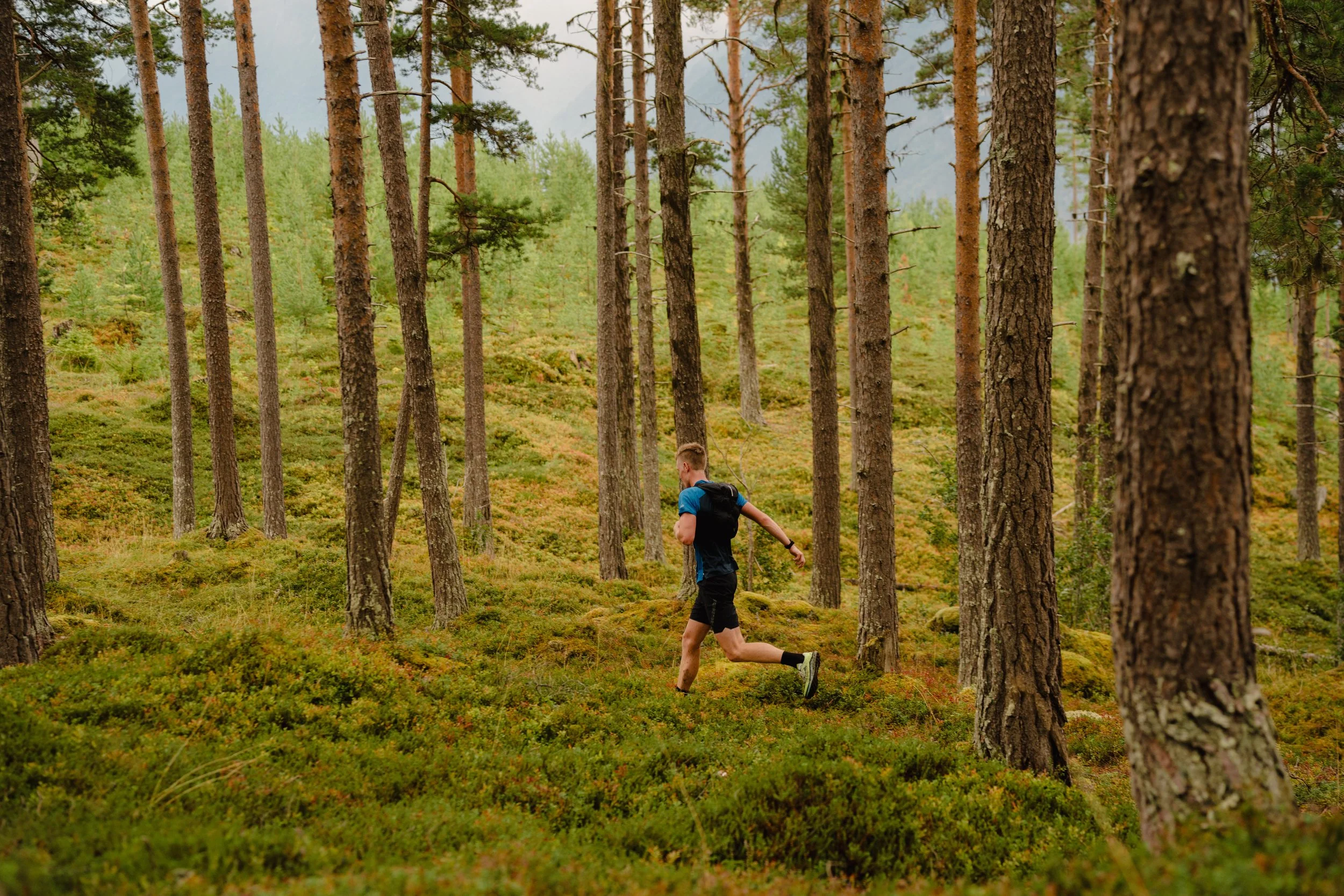 A person trail running through a dense forest with tall pine trees and lush green undergrowth.