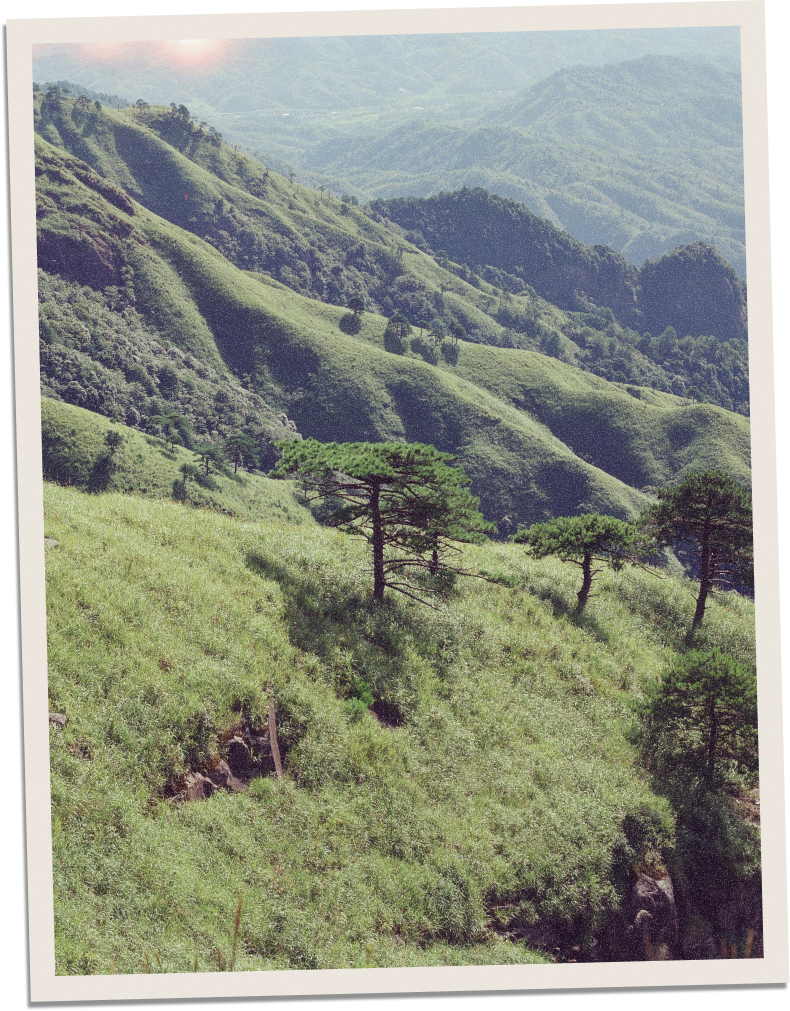 A lush green hilly landscape with scattered trees under a bright sky.