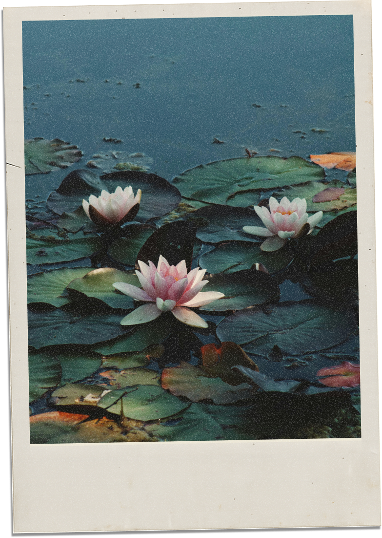 Photograph of pink water lilies floating on a pond with lily pads.