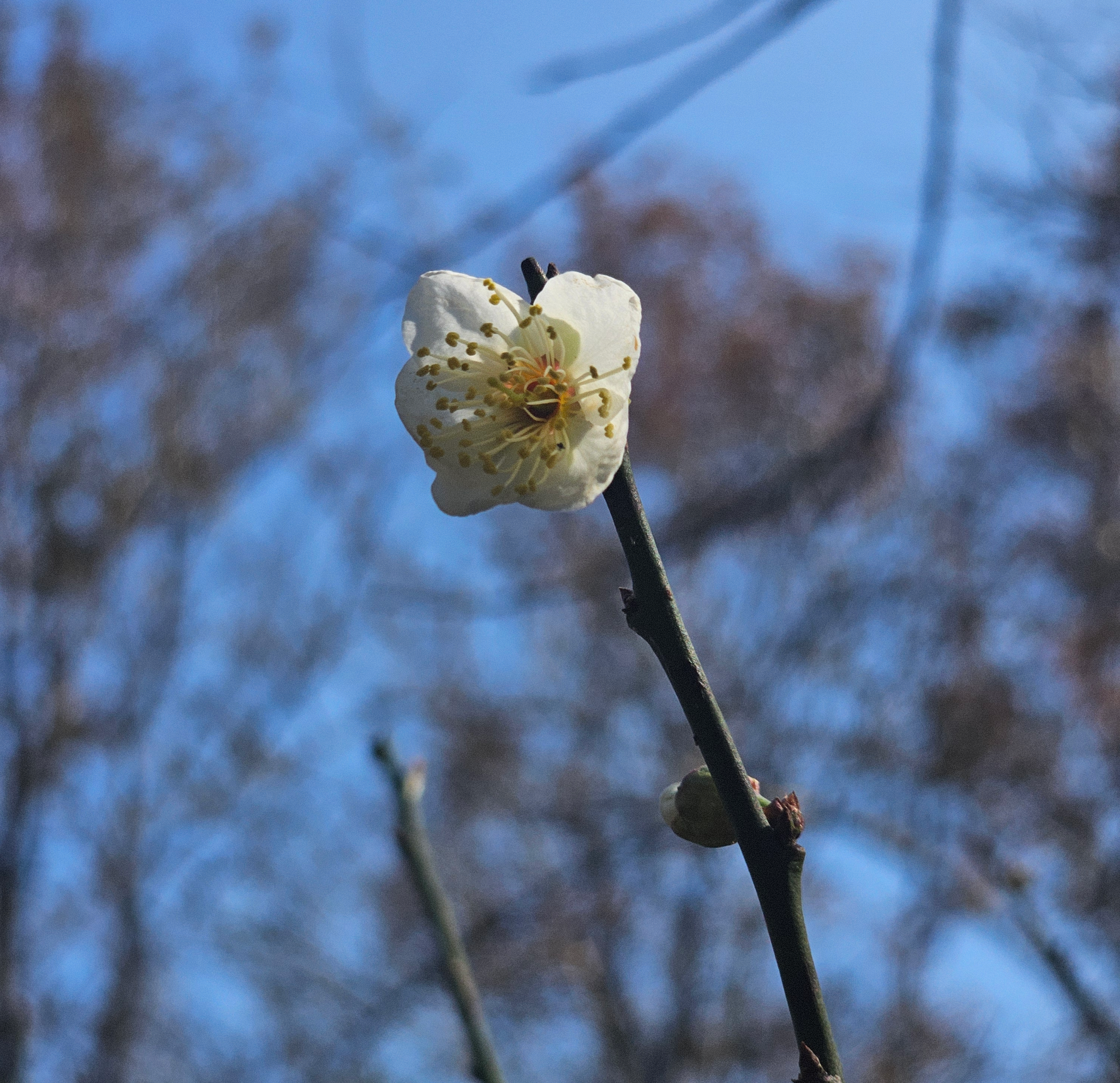 Two beige ceramic vases with woven bases, one with dried flowers, against a plain brown background.