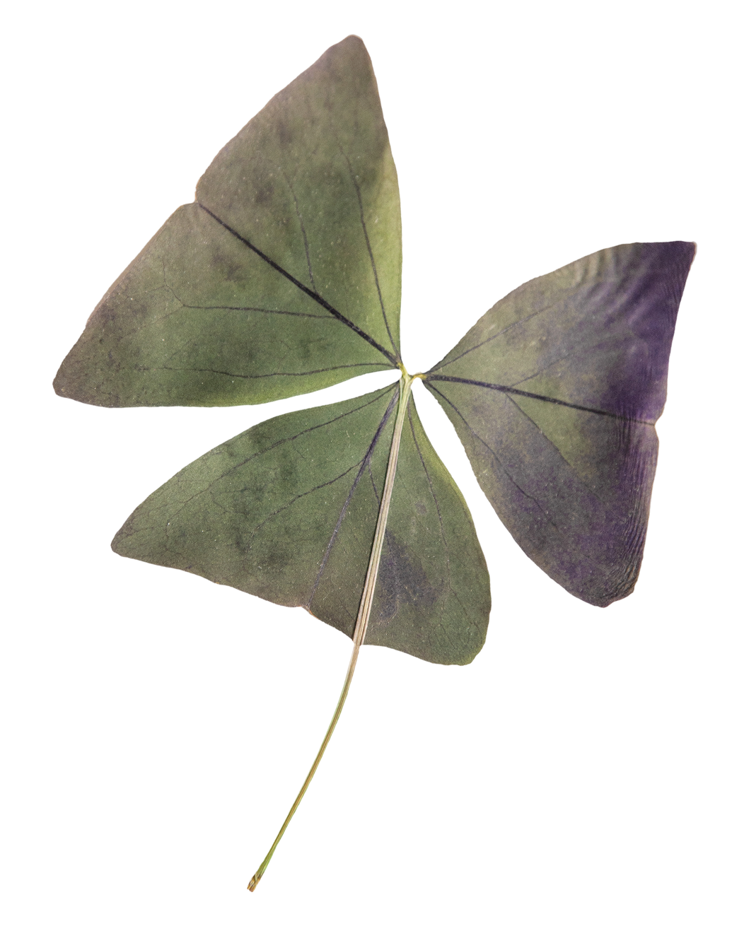 A close-up of a three-leaf clover with green leaves showing dark veins.