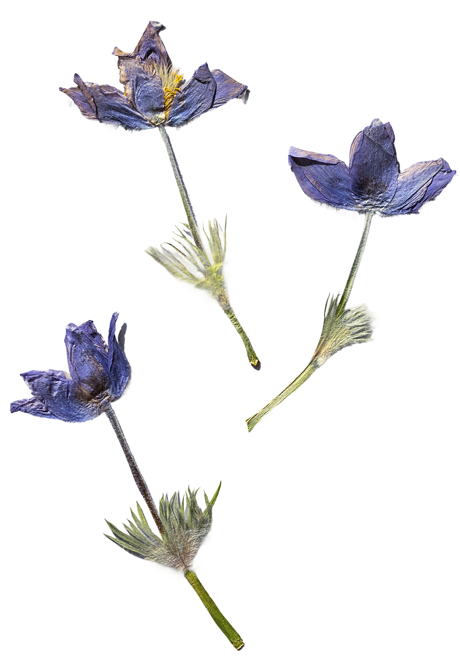 Four dried blue-purple flowers with stems and leaves, arranged diagonally.