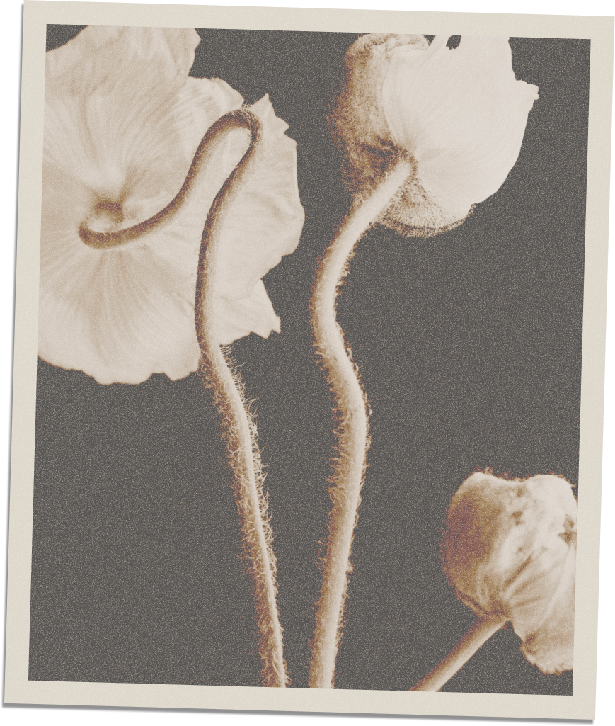 Close-up of dried poppy flower stems with faded pillow-like petals against a dark background.