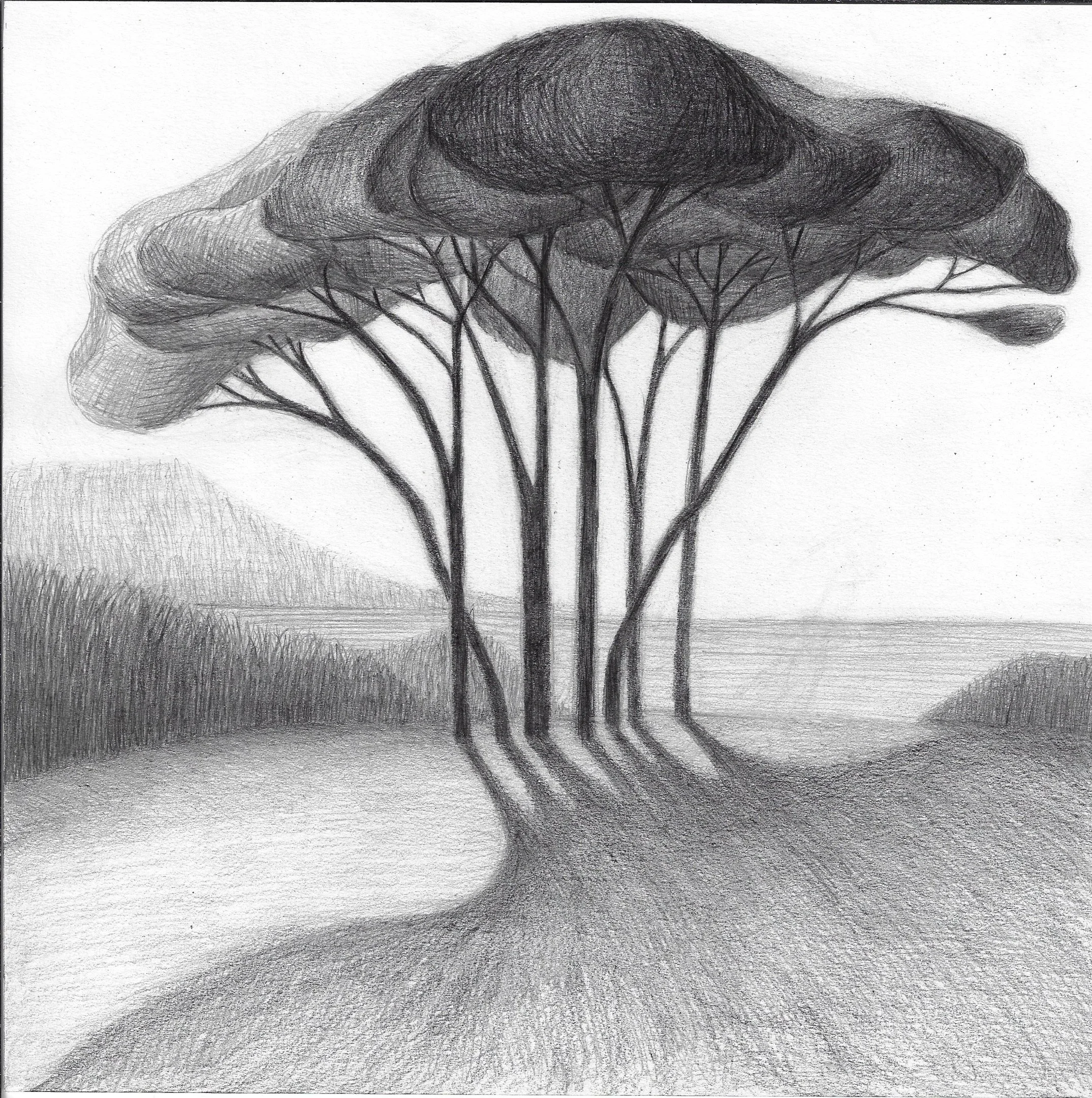 Disegno a matita di Beatrice Pucci di un albero con più rami e chiome folte, in un paesaggio con colline sullo sfondo.