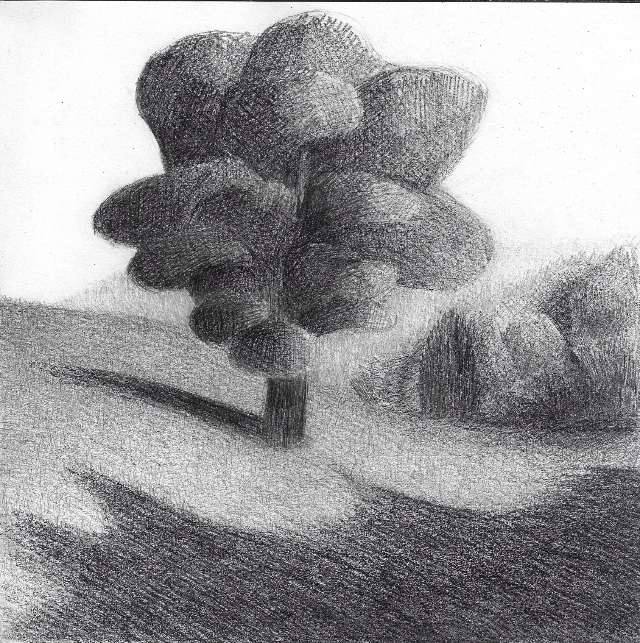 Disegno in bianco e nero di Beatrice Pucci di un albero.