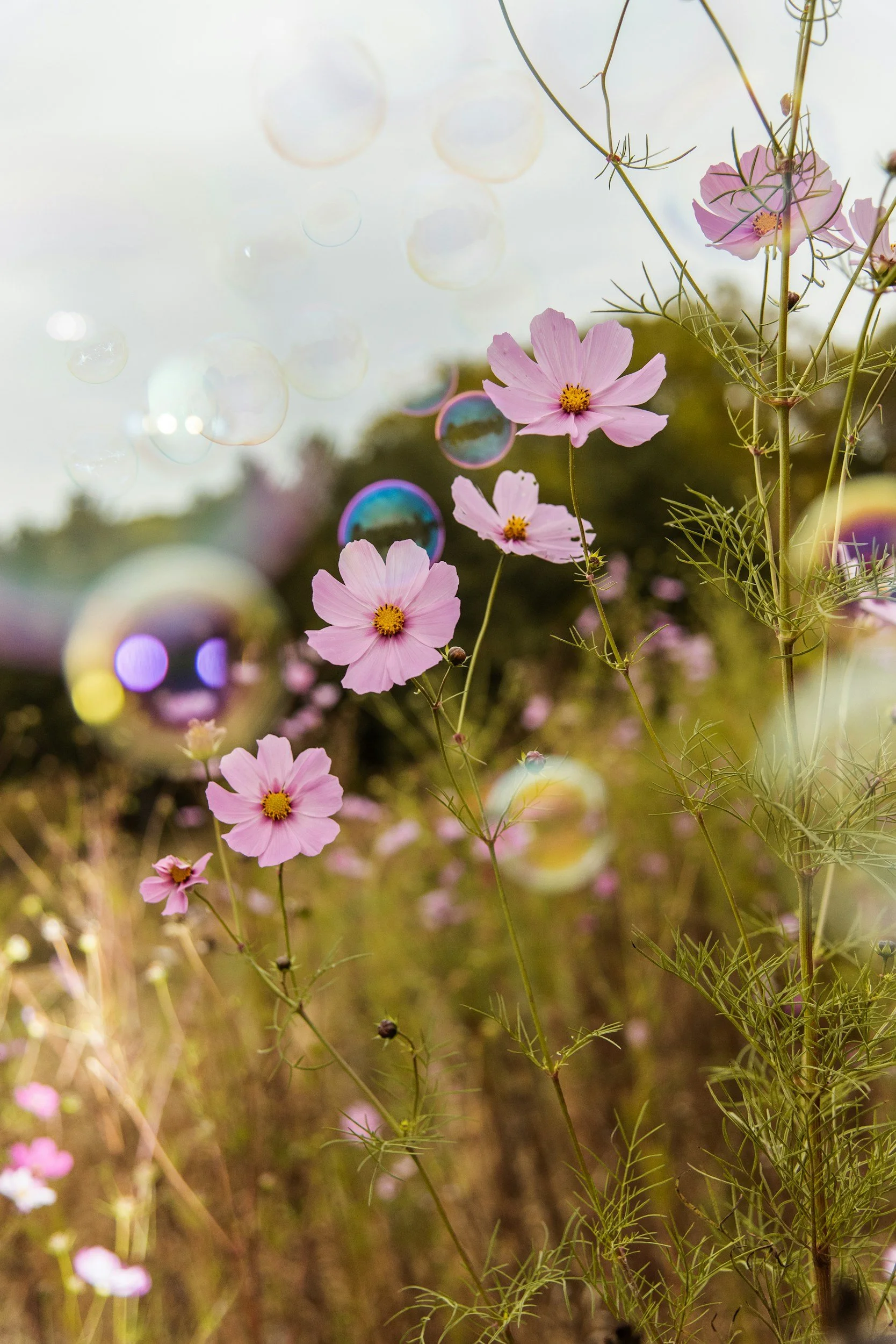 Flores rosadas en un campo con burbujas flotando en el aire bajo luz natural.