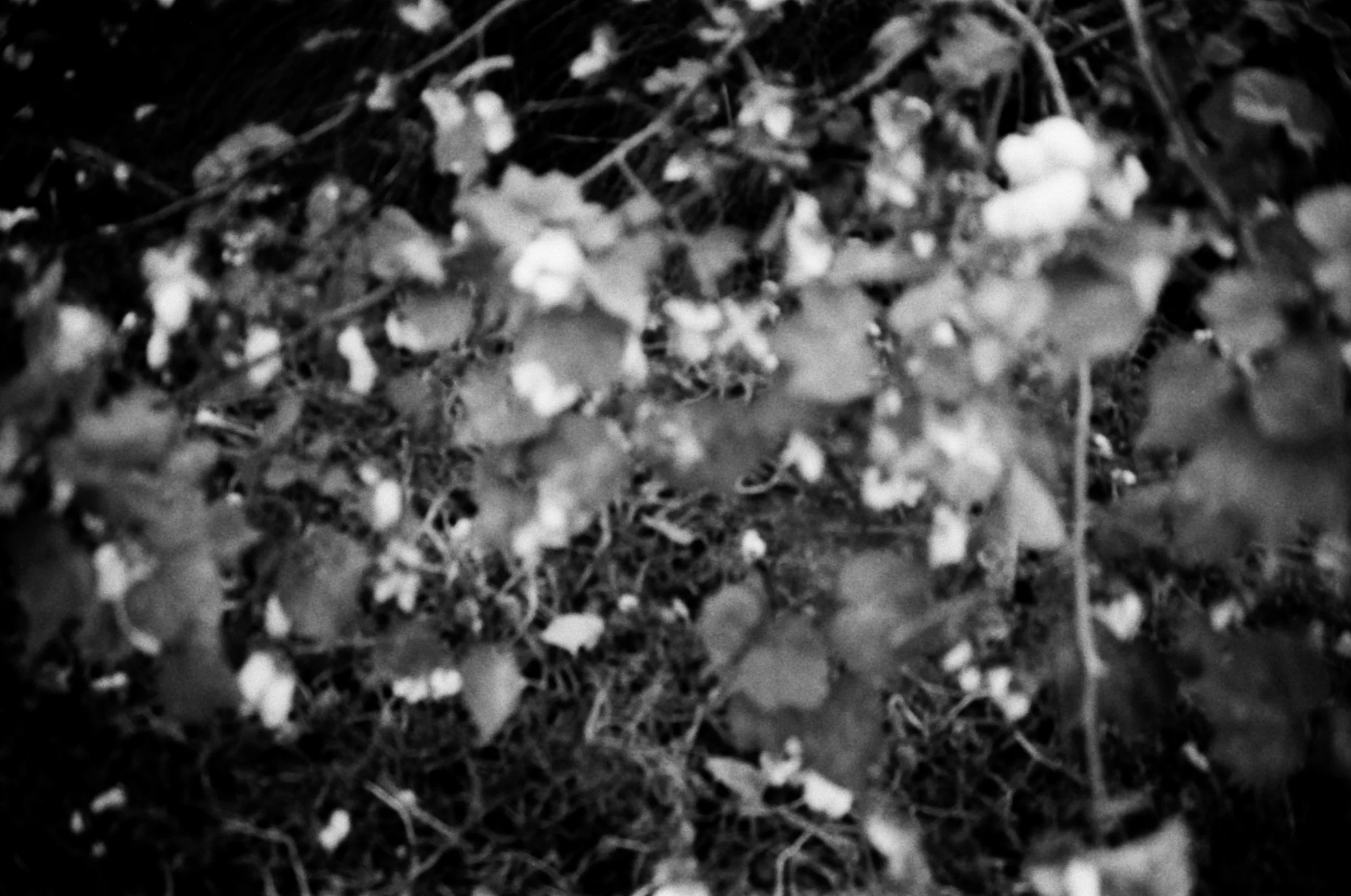 Meera Alsuwaidi - 8790 - Ilfod Delta 100 - 18.jpg
