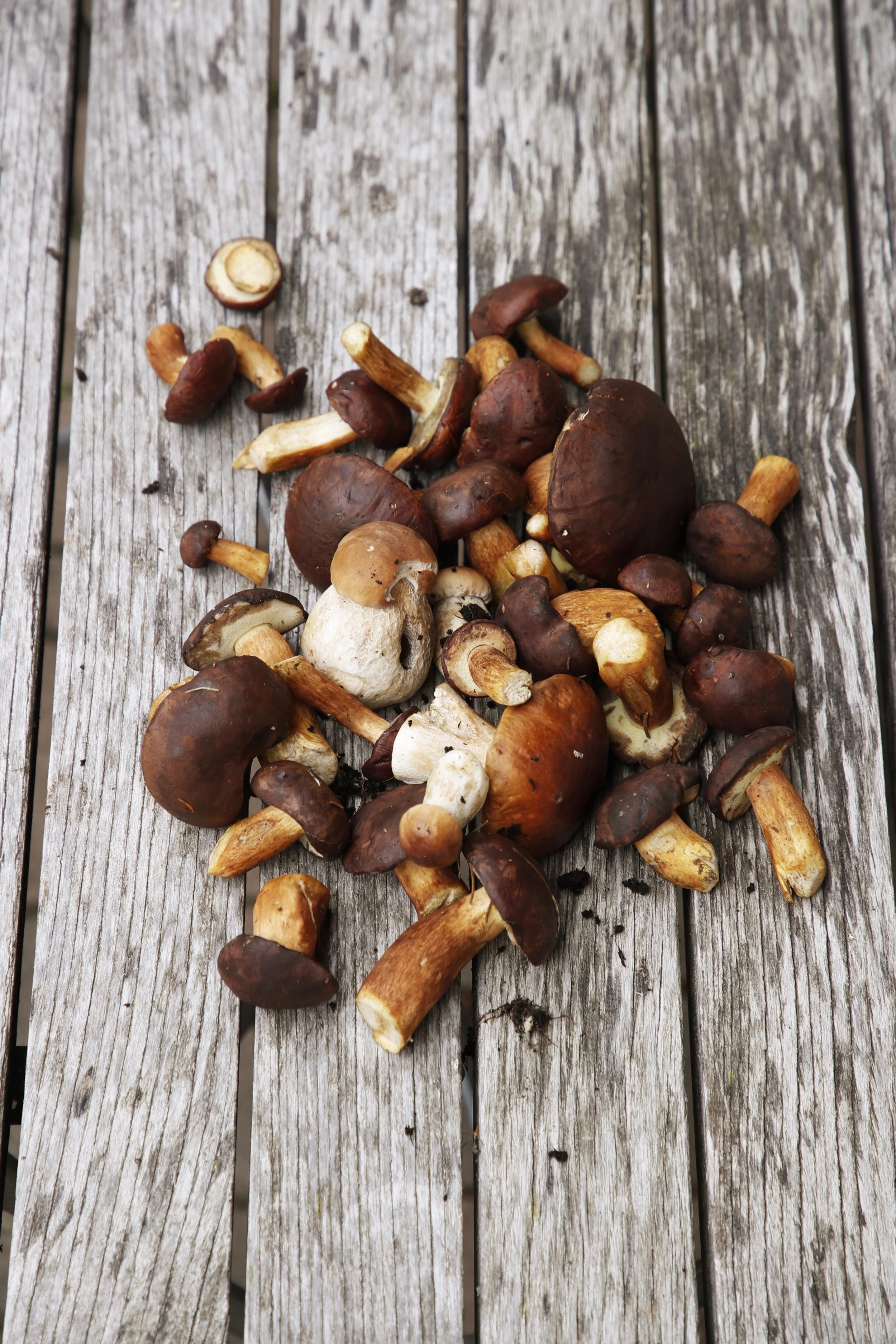 Verschiedene braune und weiße Pilze liegen auf einer alten Holzlatte.