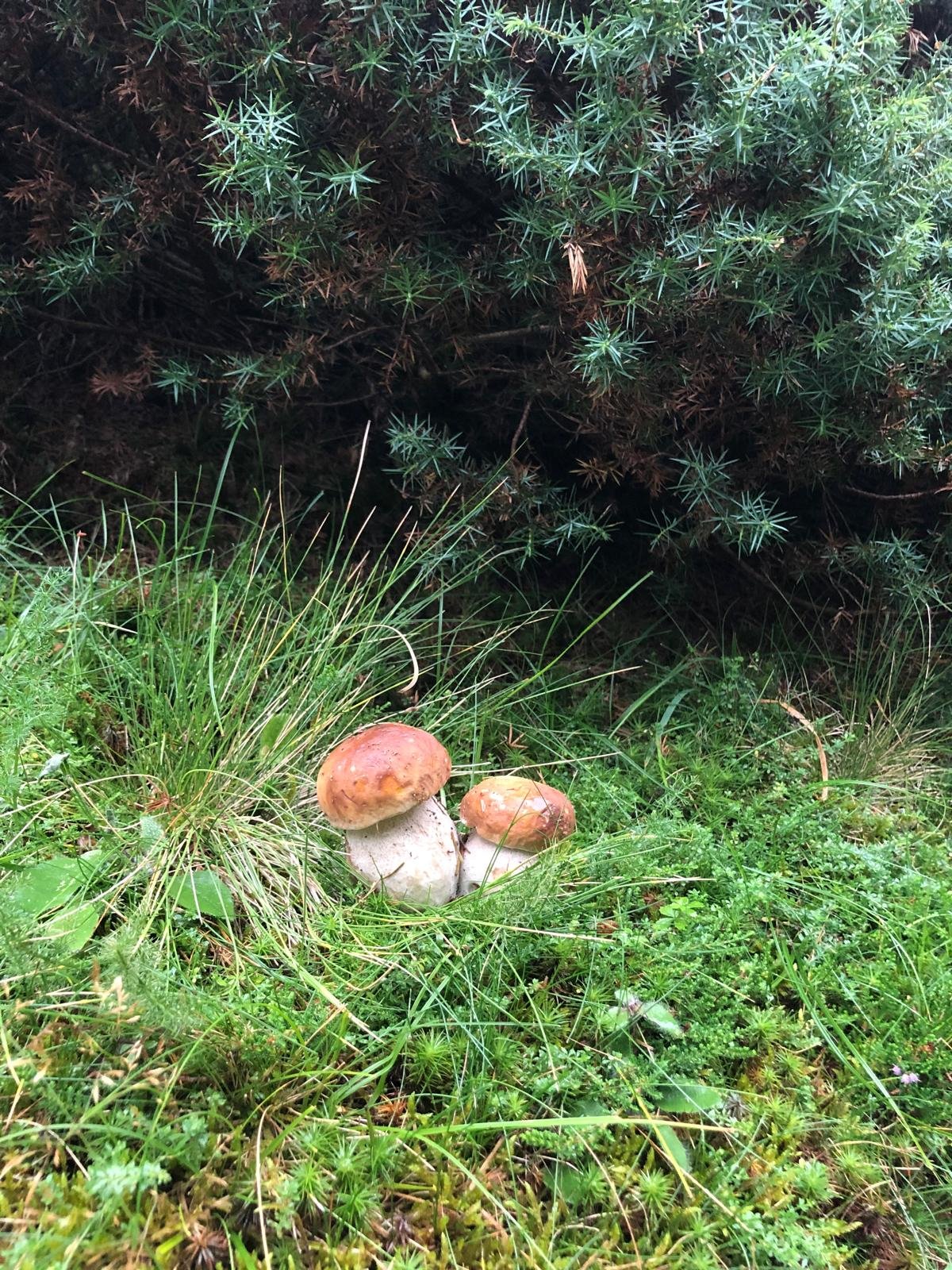 Zwei Pilze wachsen zwischen grünem Gras und Moos im Wald, mit dunklem Hintergrunde.