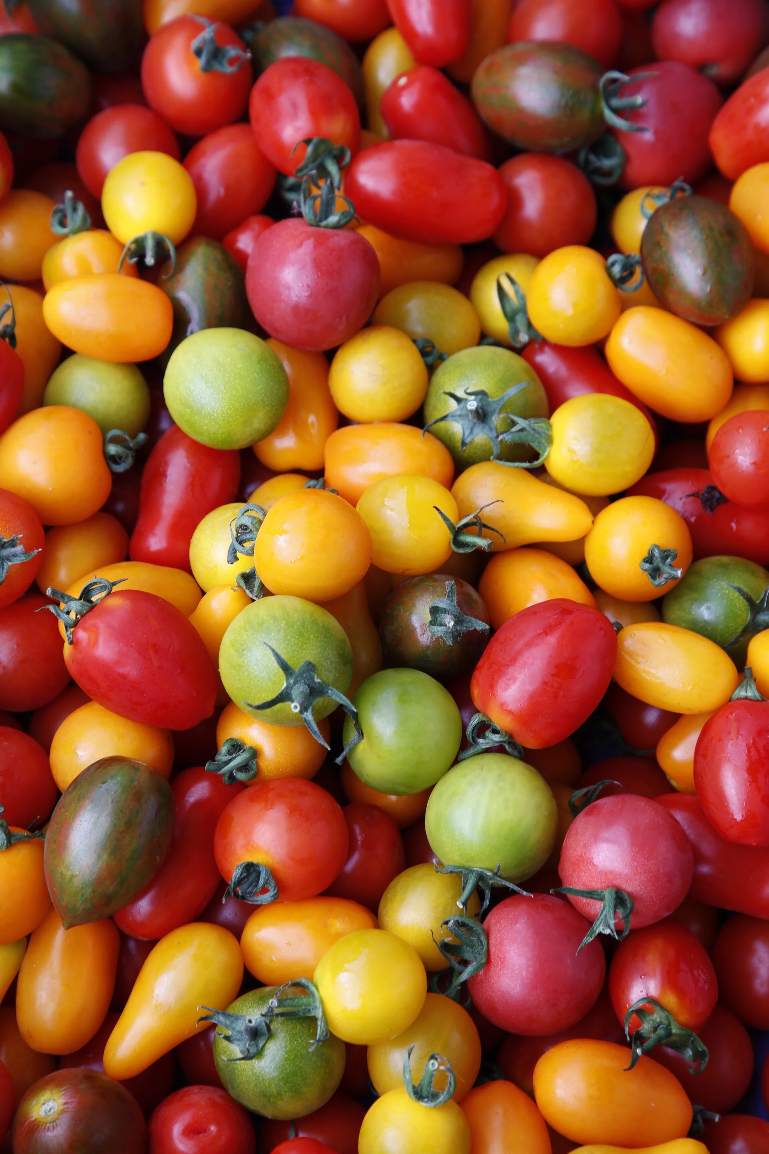 Übermäßige Menge an bunten Tomaten in verschiedenen Farben und Formen