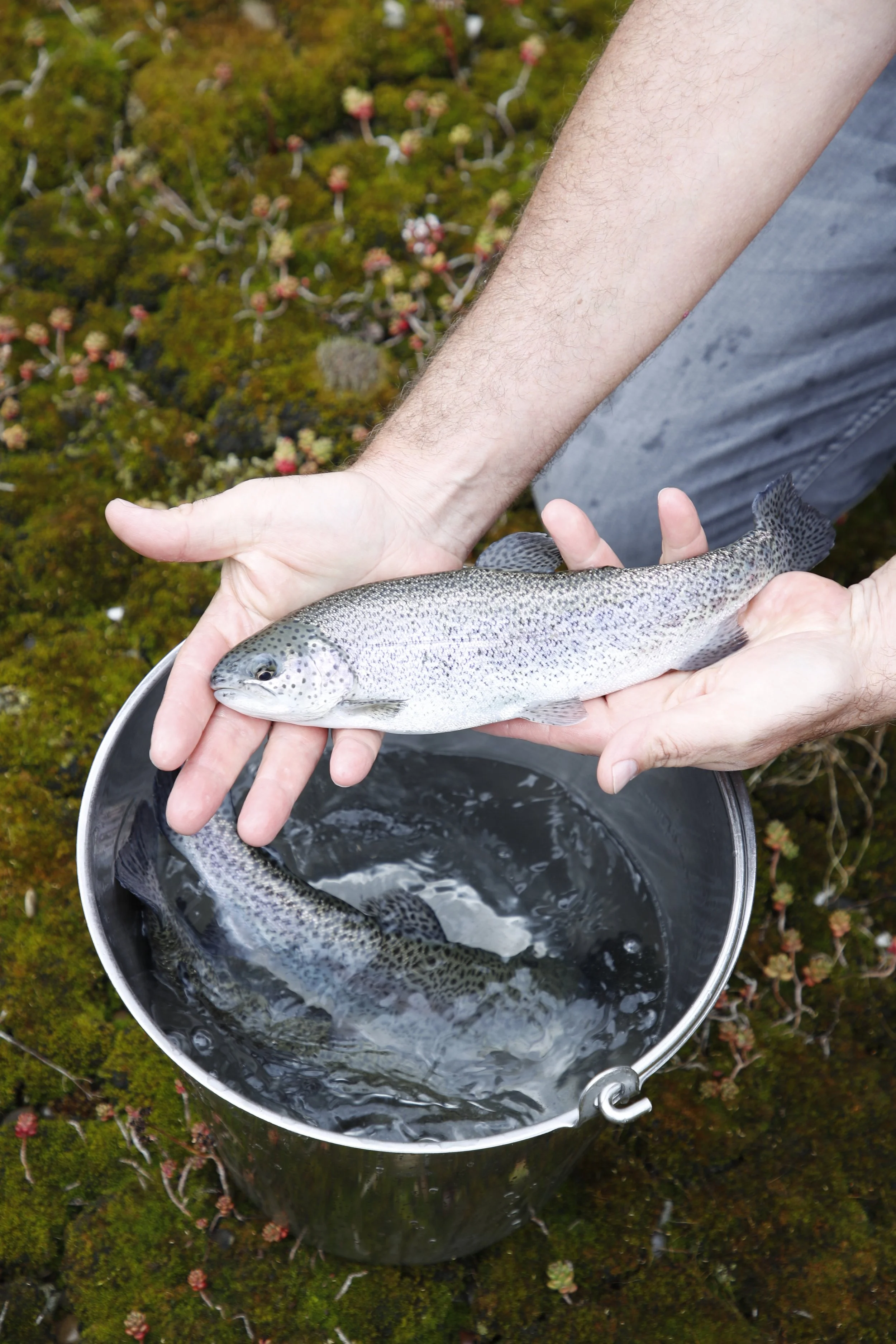Ein Mann hält einen gefangenen Fisch über einem Eimer Wasser, mit moosbedecktem Boden im Hintergrund.