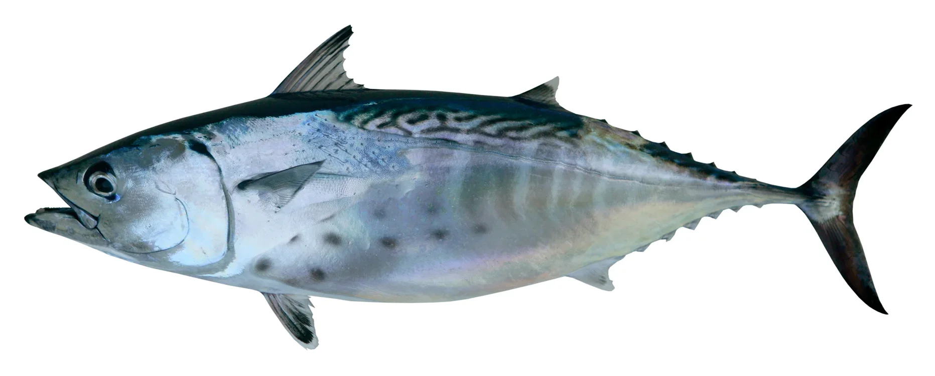 Fishing in Denia from a boat: trolling for little tuna (bacoreta)