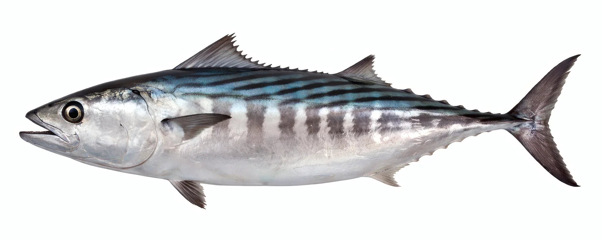 Fishing in Denia: Atlantic bonito (Sarda sarda) catch