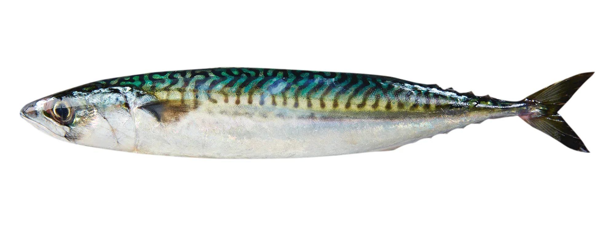 Denia fishing charter for mackerel fishing