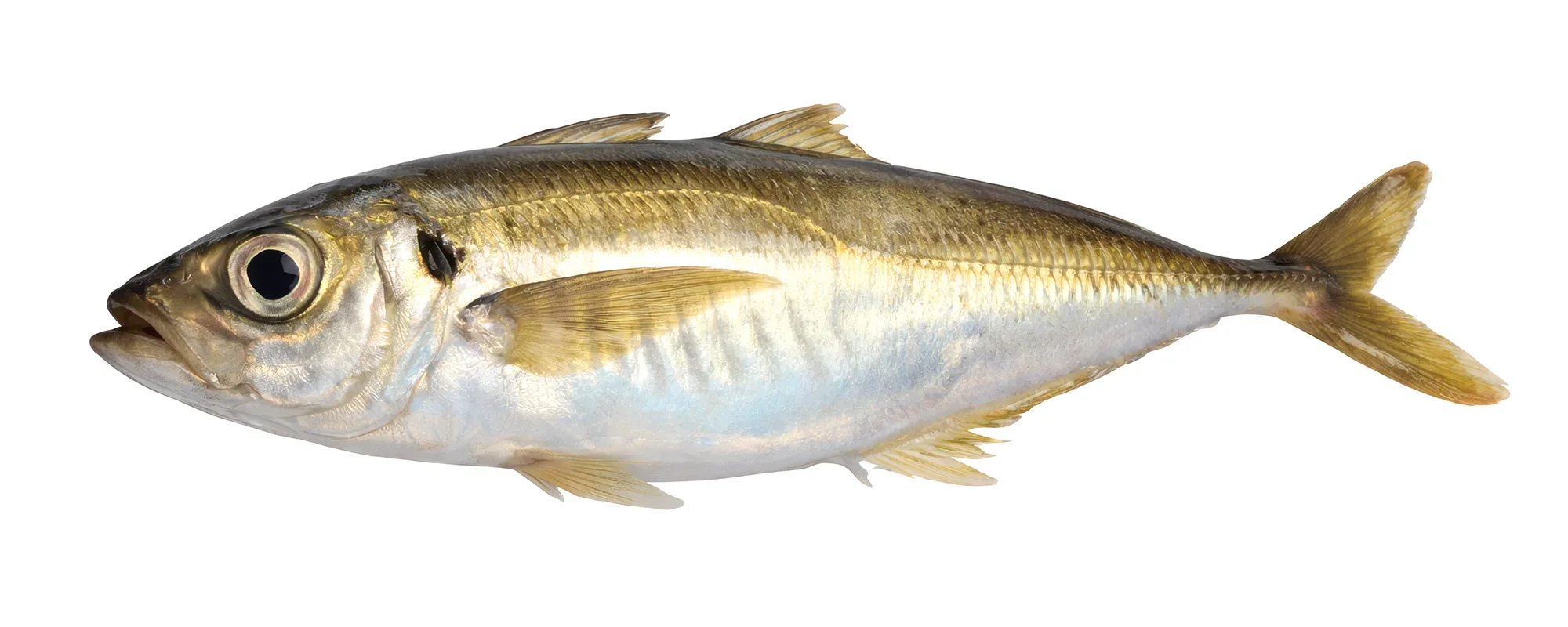 Horse mackerel  fishing on a Denia fishing charter.