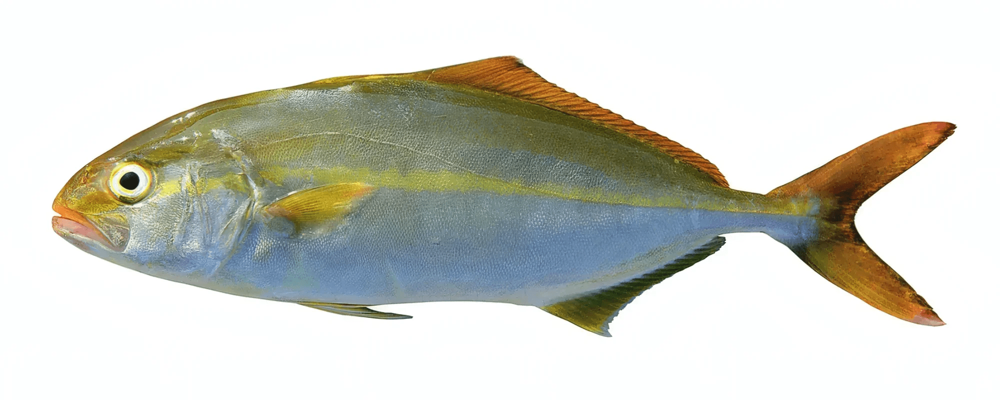 Amberjack fishing from a boat in Denia