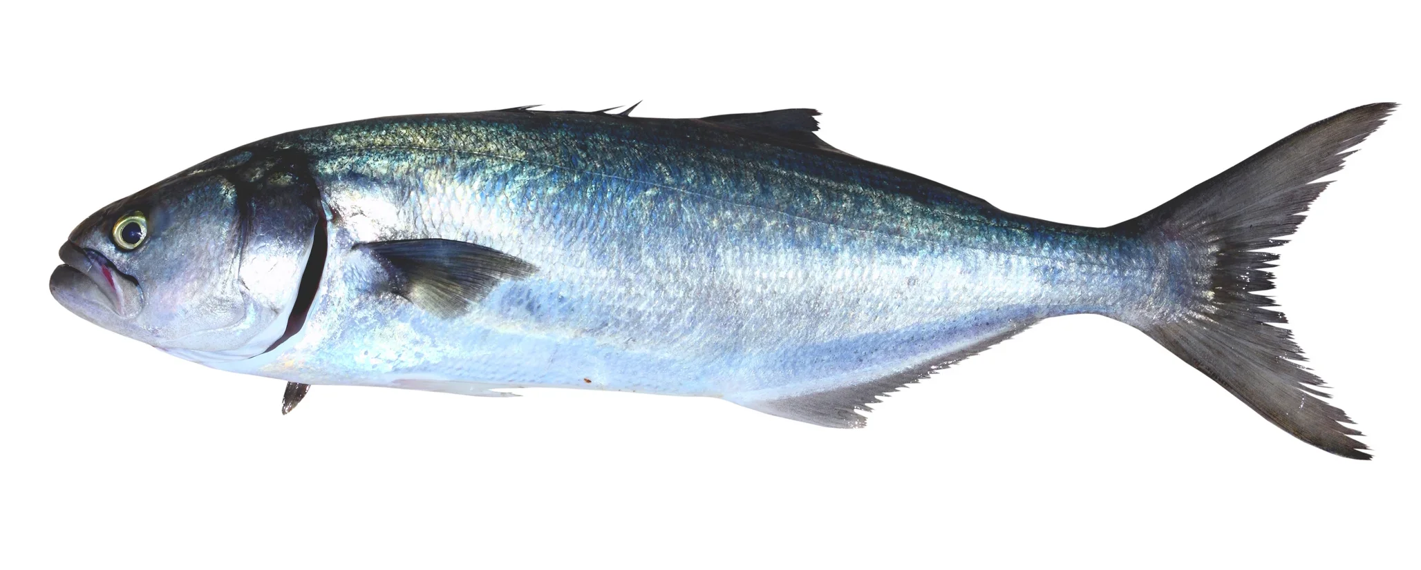 Bluefish fishing on a Denia boat charter