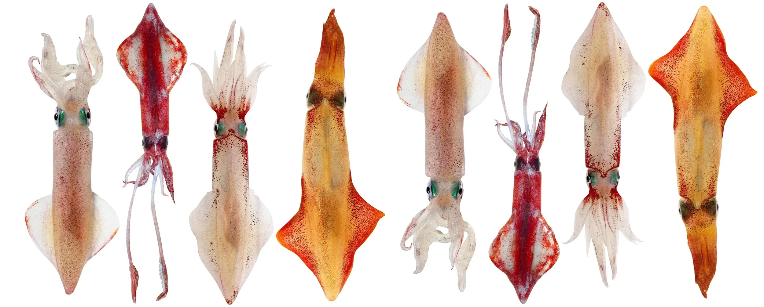 Summer squid fishing from a charter boat in Denia