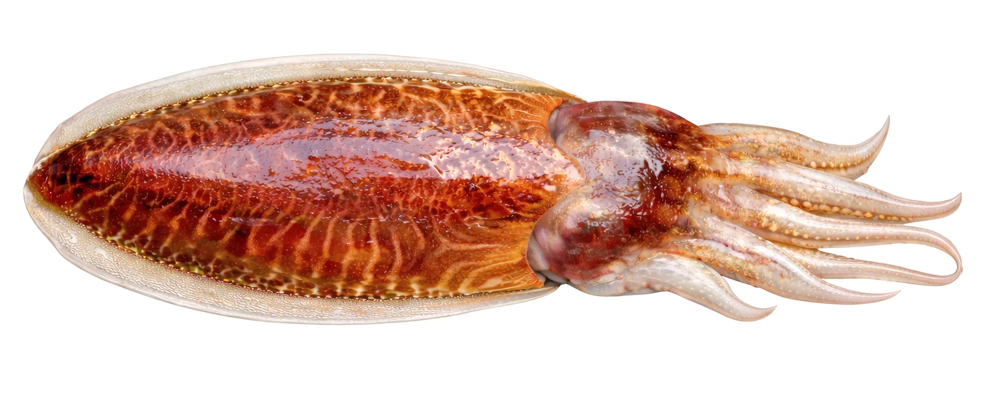 Winter cuttlefish fishing on a Denia fishing charter boat.