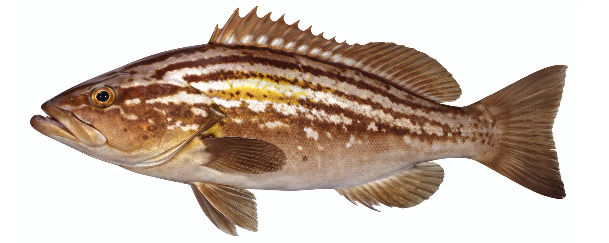 Goldblotch grouper fishing on a Denia charter boat