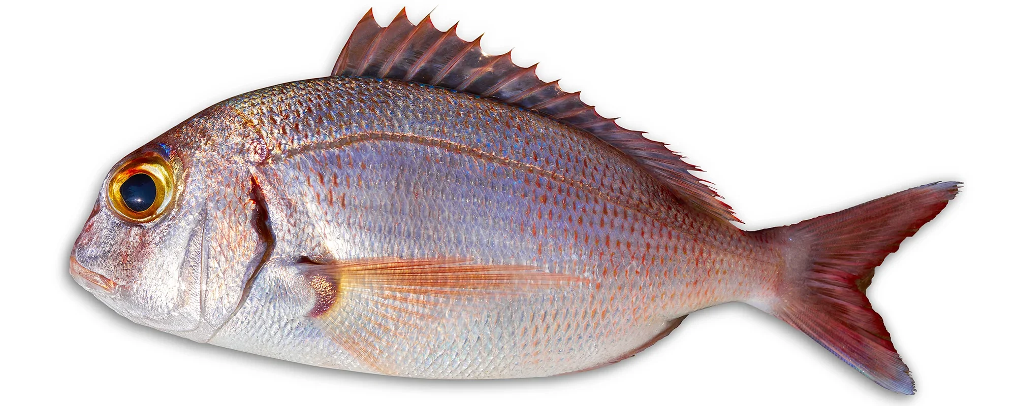 Mediterranean snapper fishing on a Denia fishing charter boat