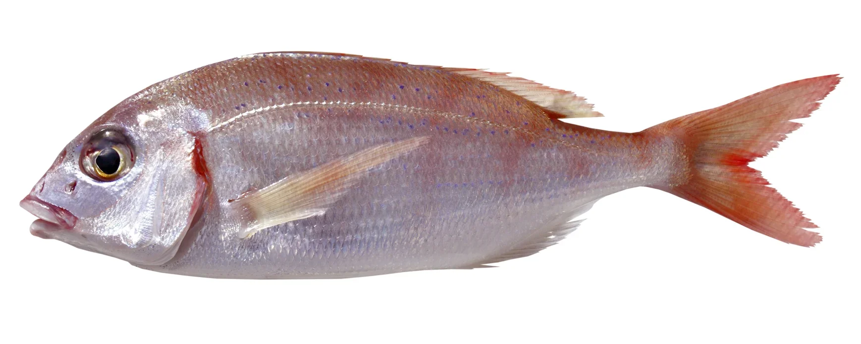 Pandora seabream fishing over sandy bottom on a Denia fishing charter