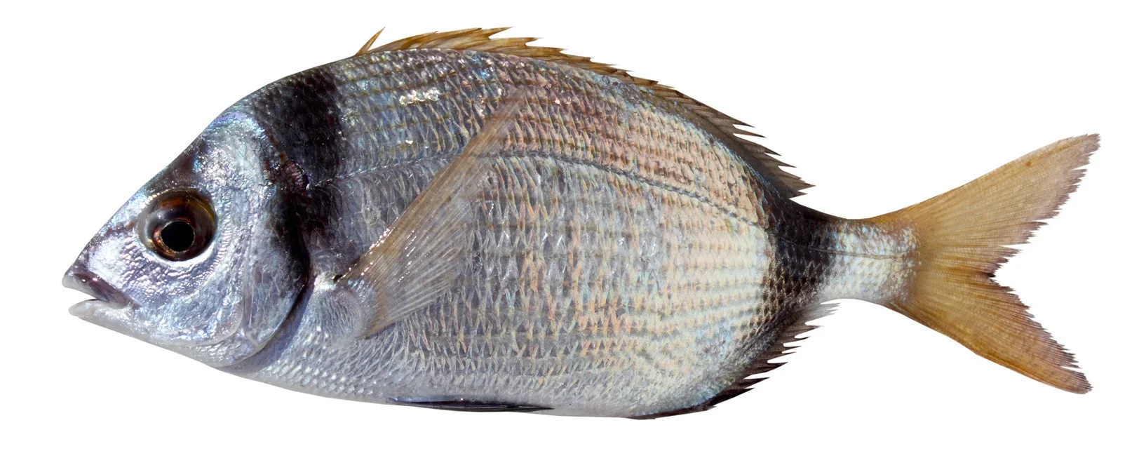 Two-banded seabream fishing on a Denia fishing charter