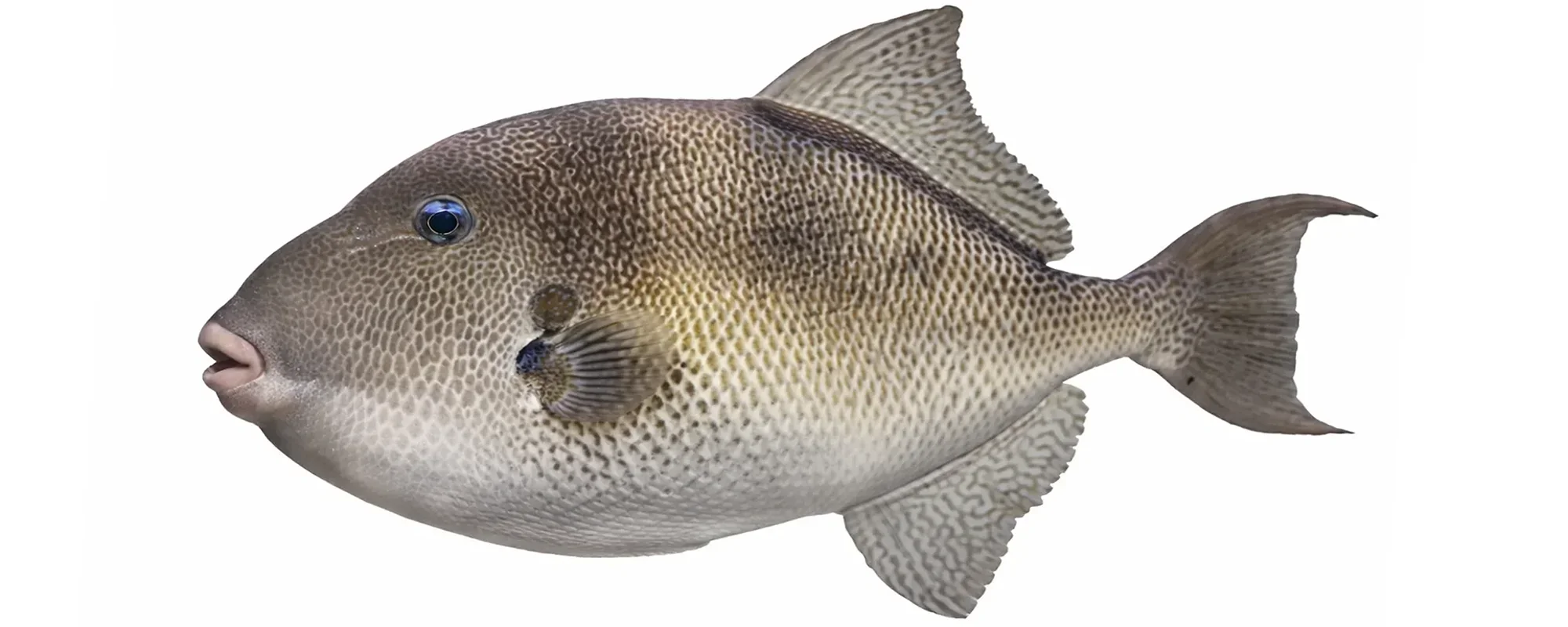 Grey triggerfish fishing on a Denia fishing charter boat