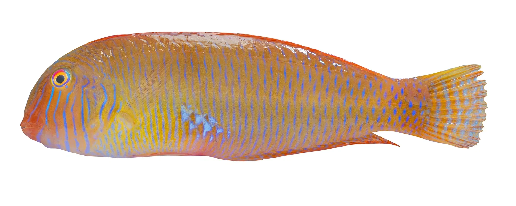 Pearly razorfish fishing on a Denia fishing charter boat trip