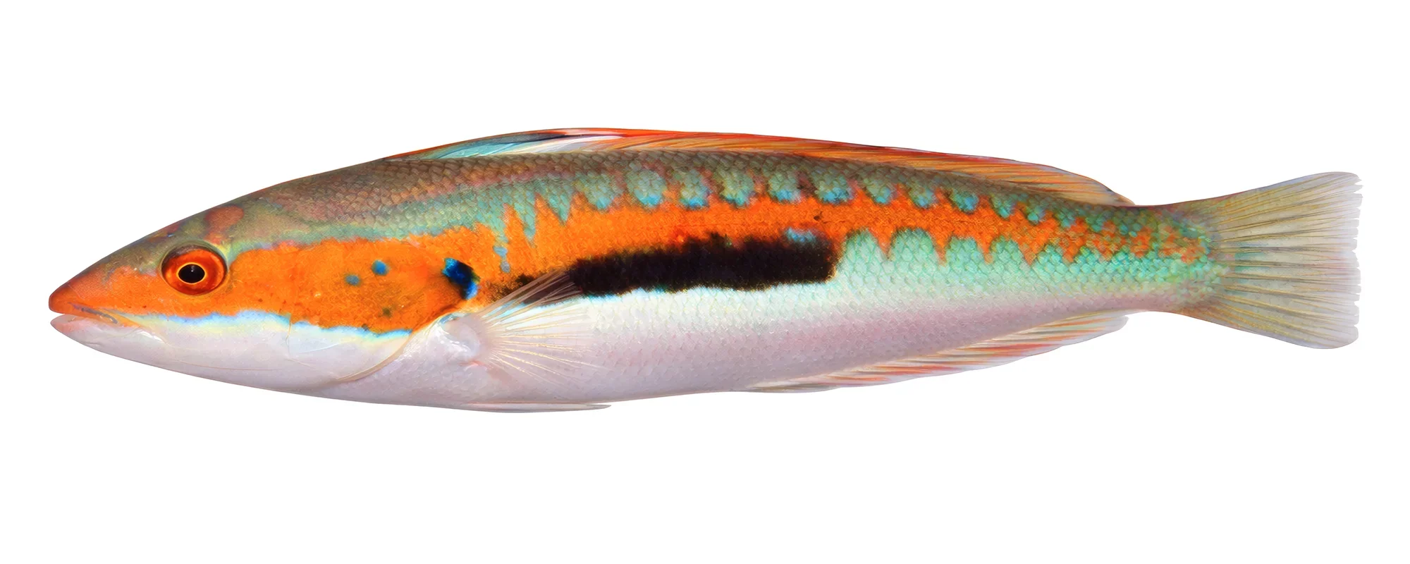 Rainbow wrasse fishing on a Denia fishing charter trip