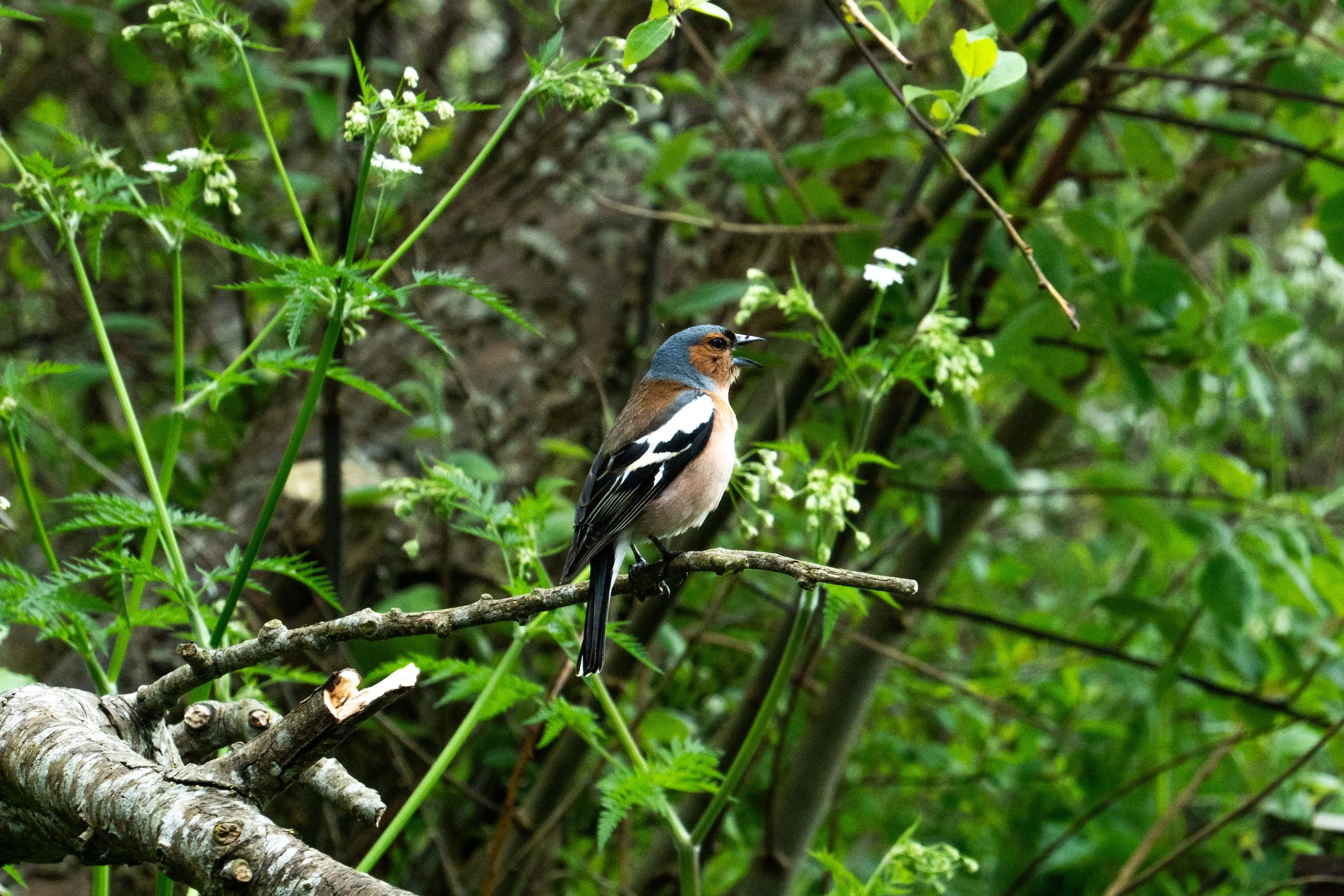 DSC01582.jpg