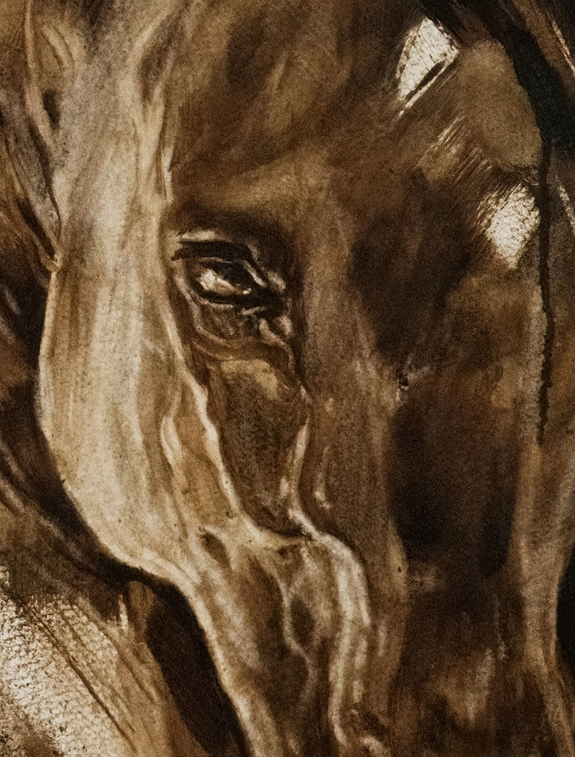 Horse Portrait 4D resized.jpg