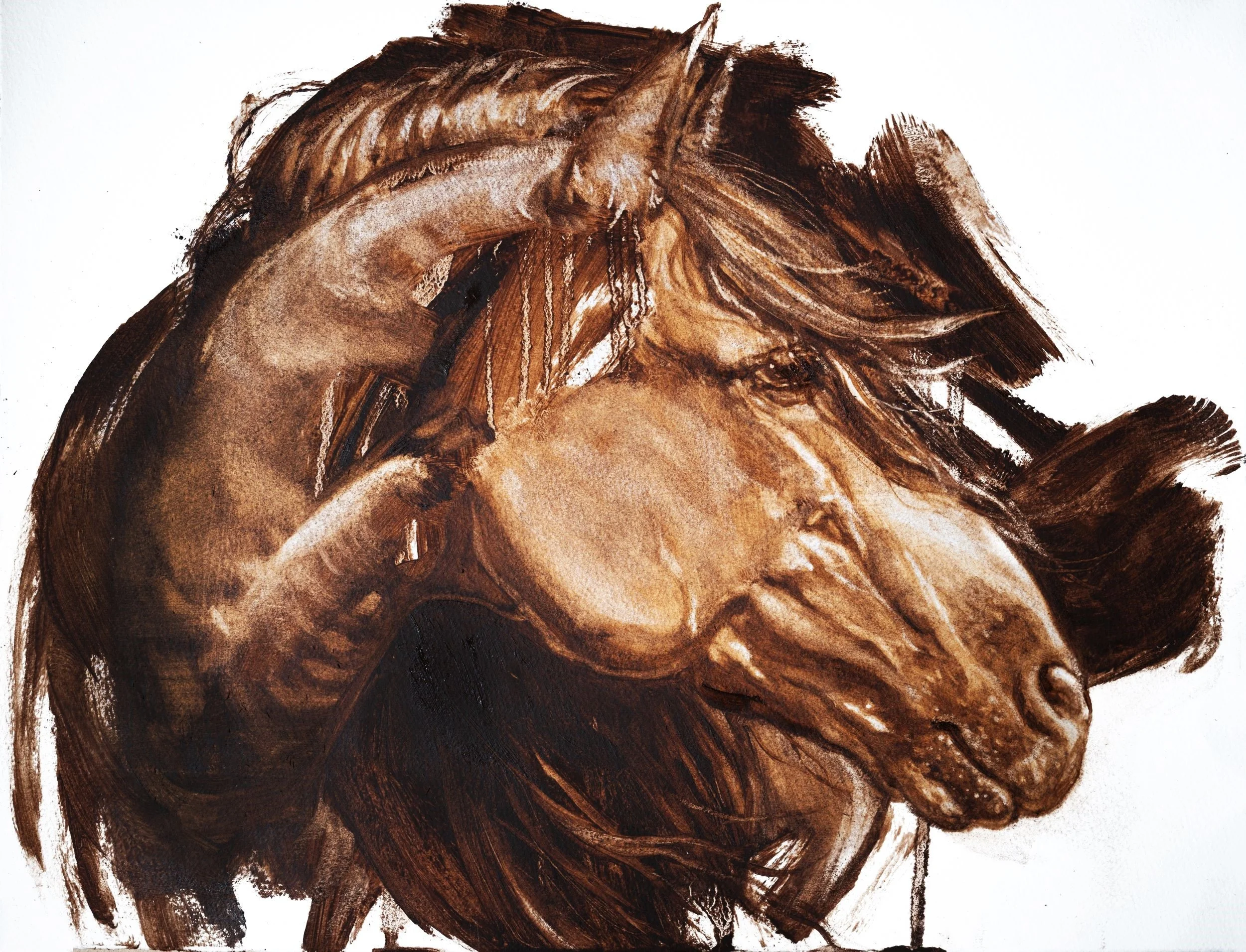 Horse Portrait 3