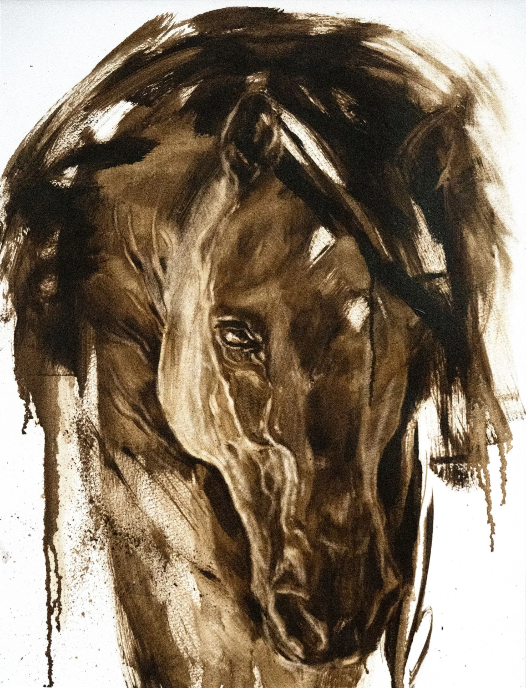 Horse Portrait 4 resized.jpg