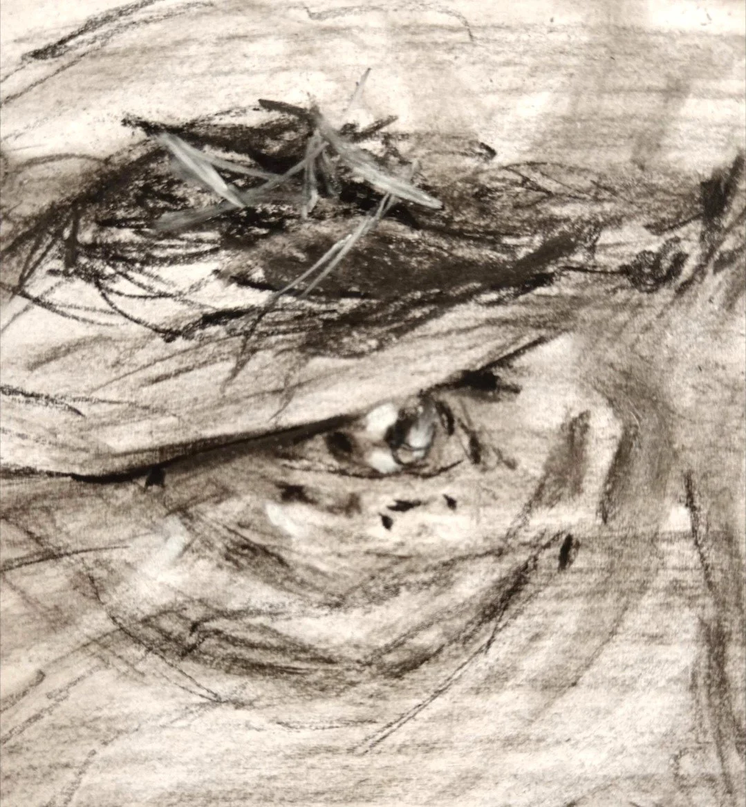 In Your Eyes I See Myself, charcoal on paper, eye detail, 2025