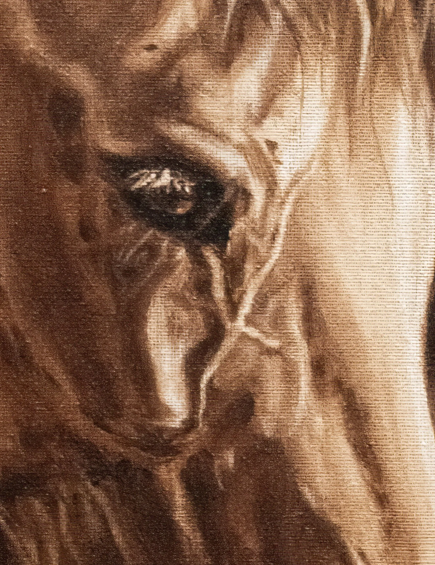Cavallo 2D.jpg