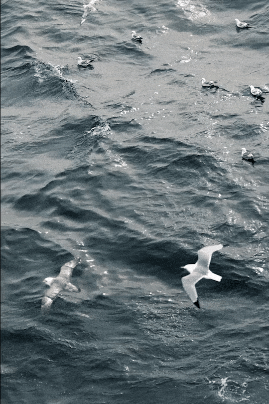 seaandbirds-ezgif.com-optimize-2.gif