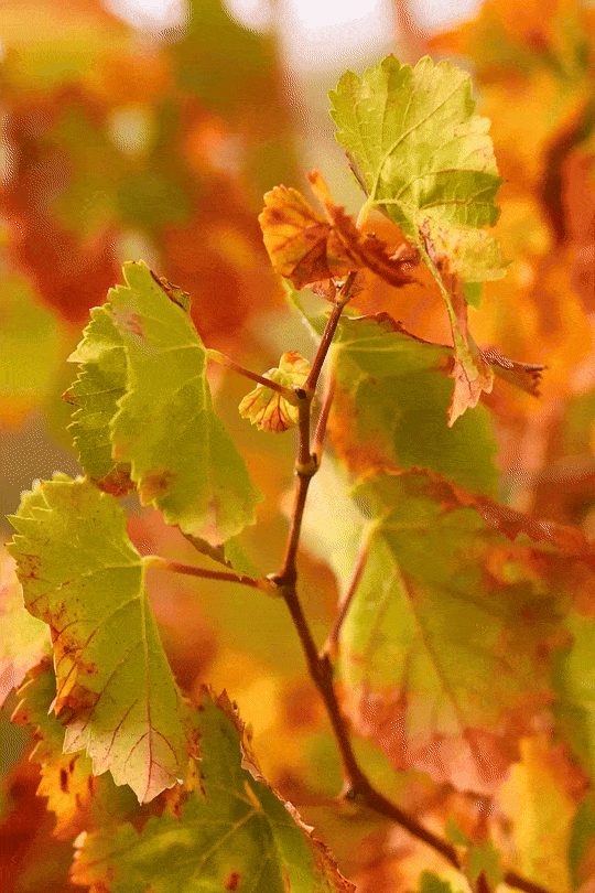 Vibrant Priorat viticulture at Terra Dominicata: a detailed close-up of grapevine leaves in their autumn transition.