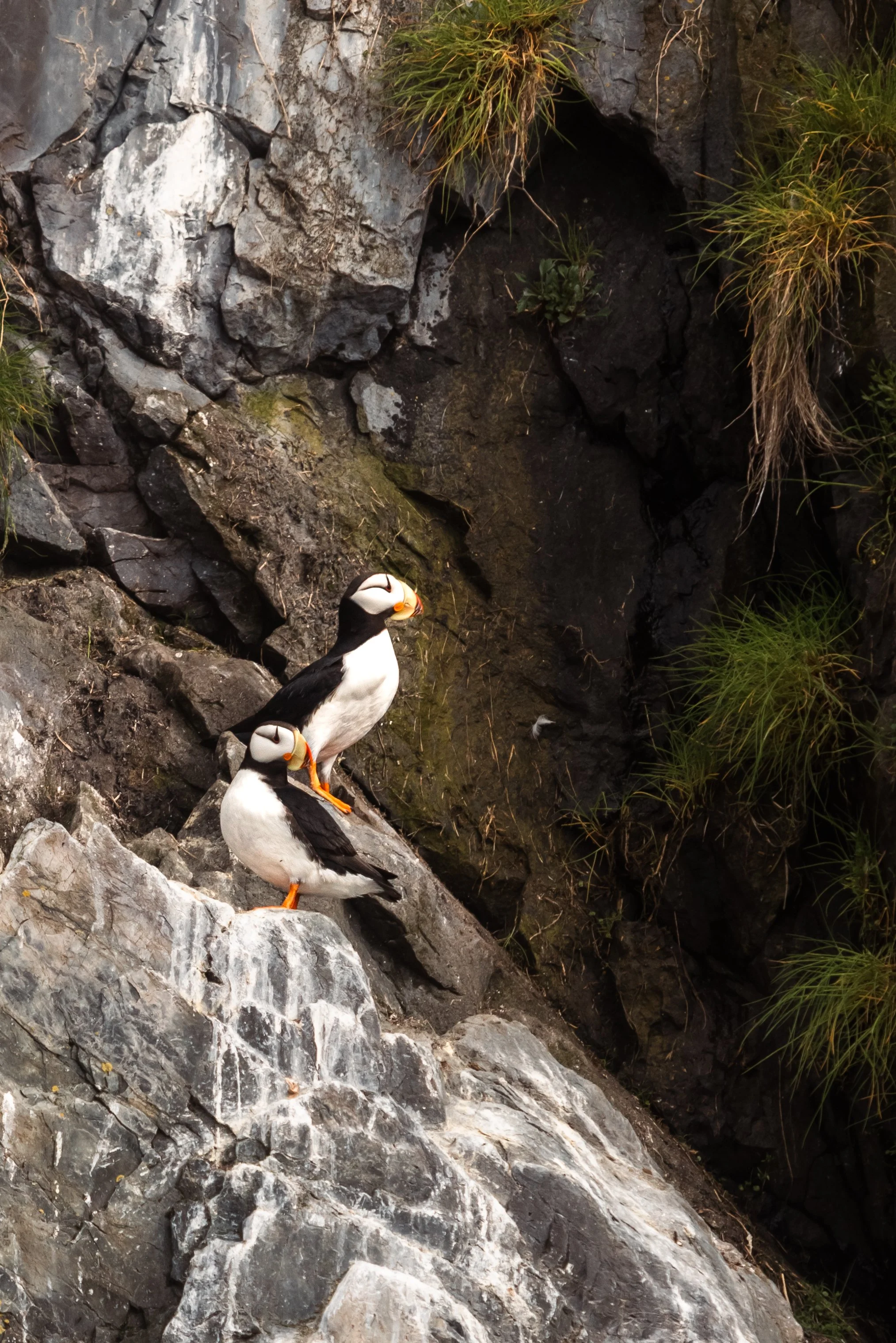 Far East wildlife photography, three puffins standing on rocky terrain with grass and dark coastal rocks.