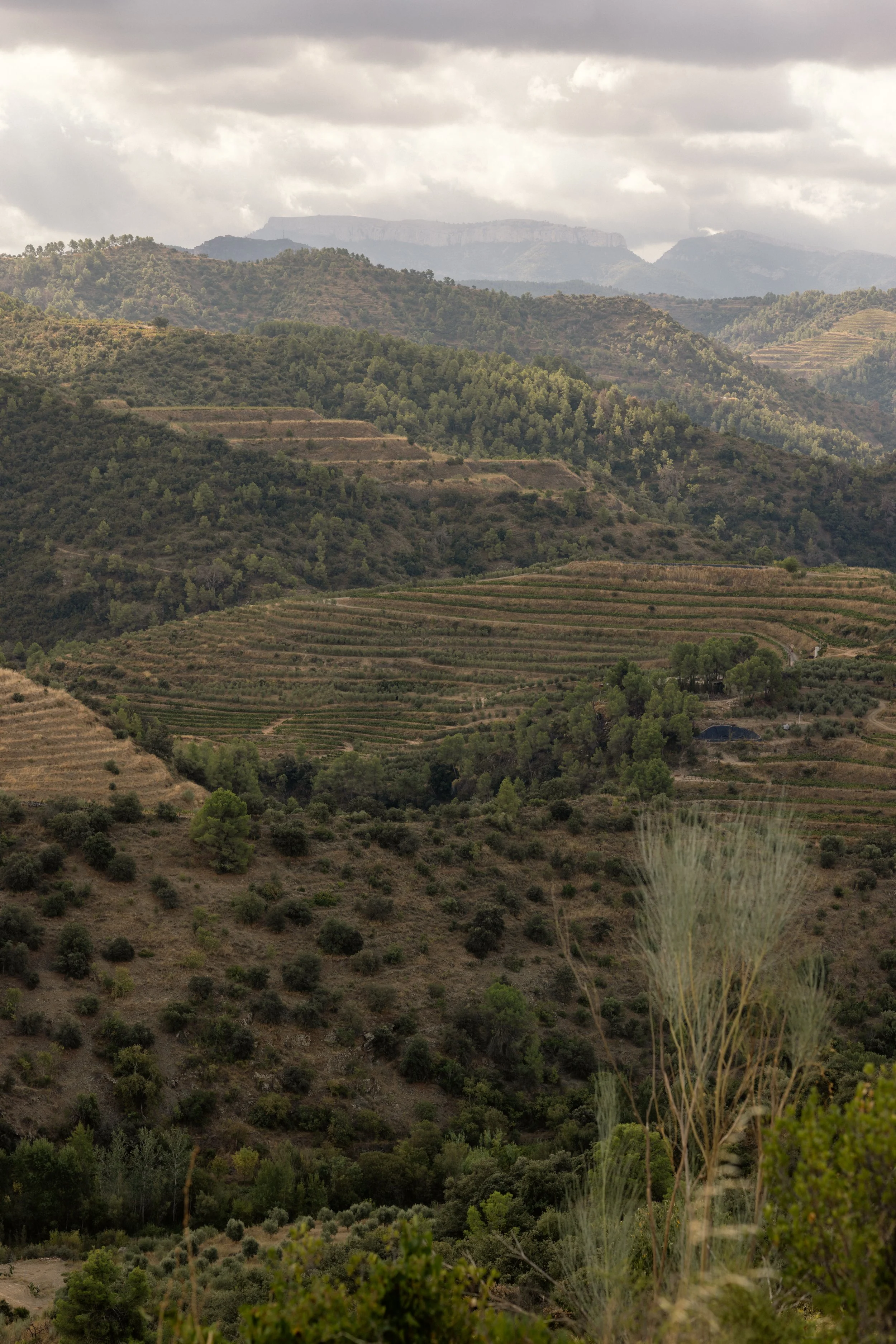Priorat destination and landscape photography, terraced hills and vineyards with distant mountains under a cloudy sky, Catalonia, Spain.
