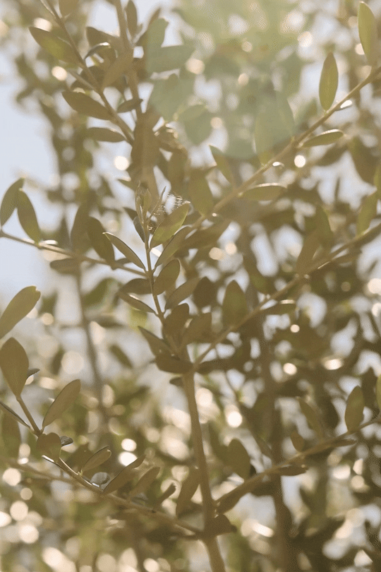 Sunlight filtering through olive tree branches at Font de la Canya: authentic Mediterranean garden details.