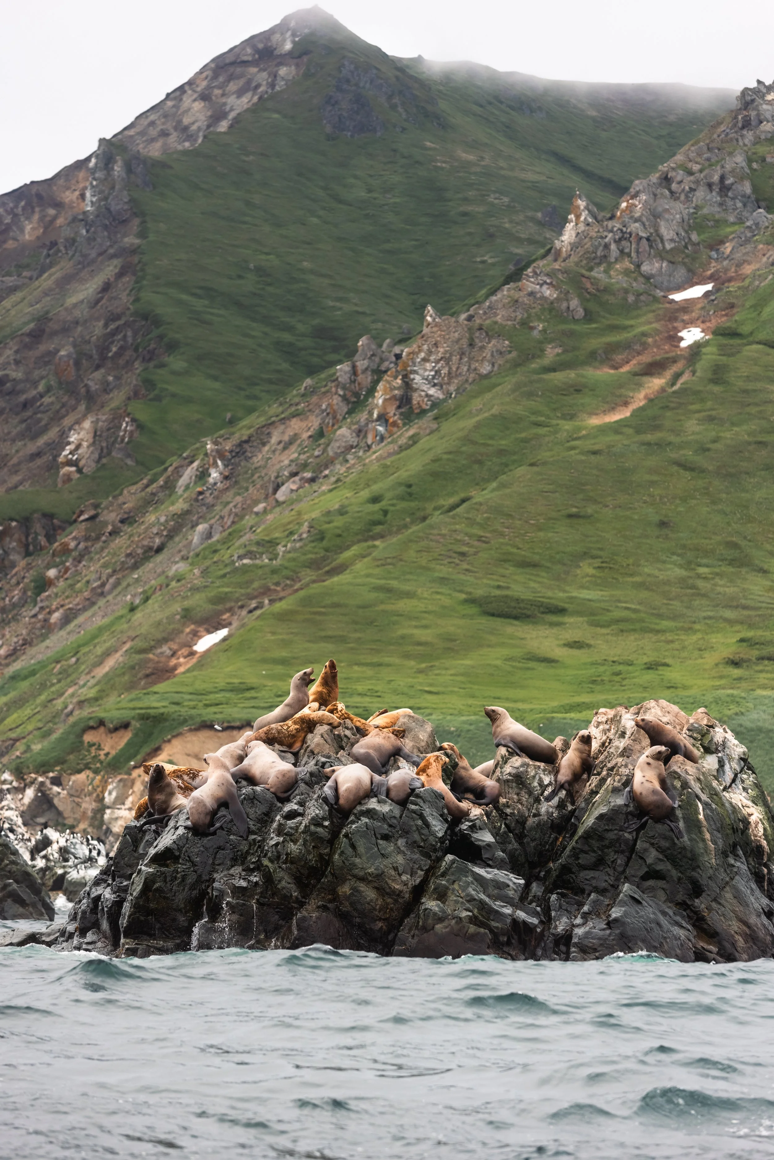 Far East wildlife photography, sea lions resting on a rocky outcrop with a mountainous coastal landscape in the background.