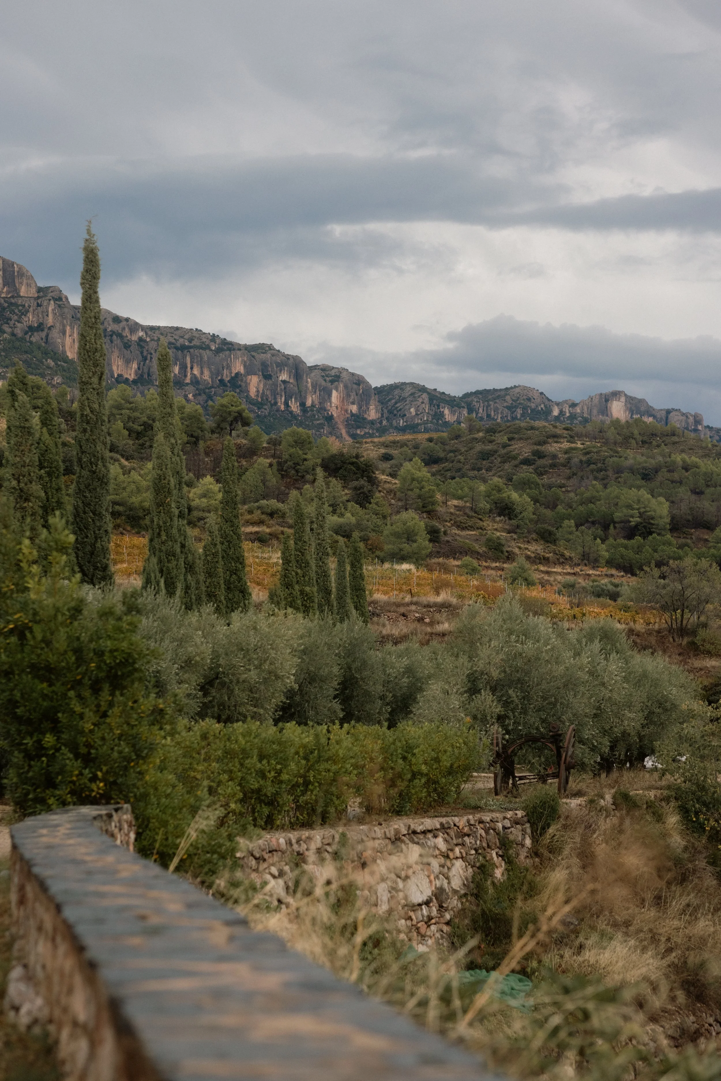 Breathtaking Priorat panoramic at Terra Dominicata: iconic cypress trees and steep, vineyard-covered hills under a dramatic sky.
