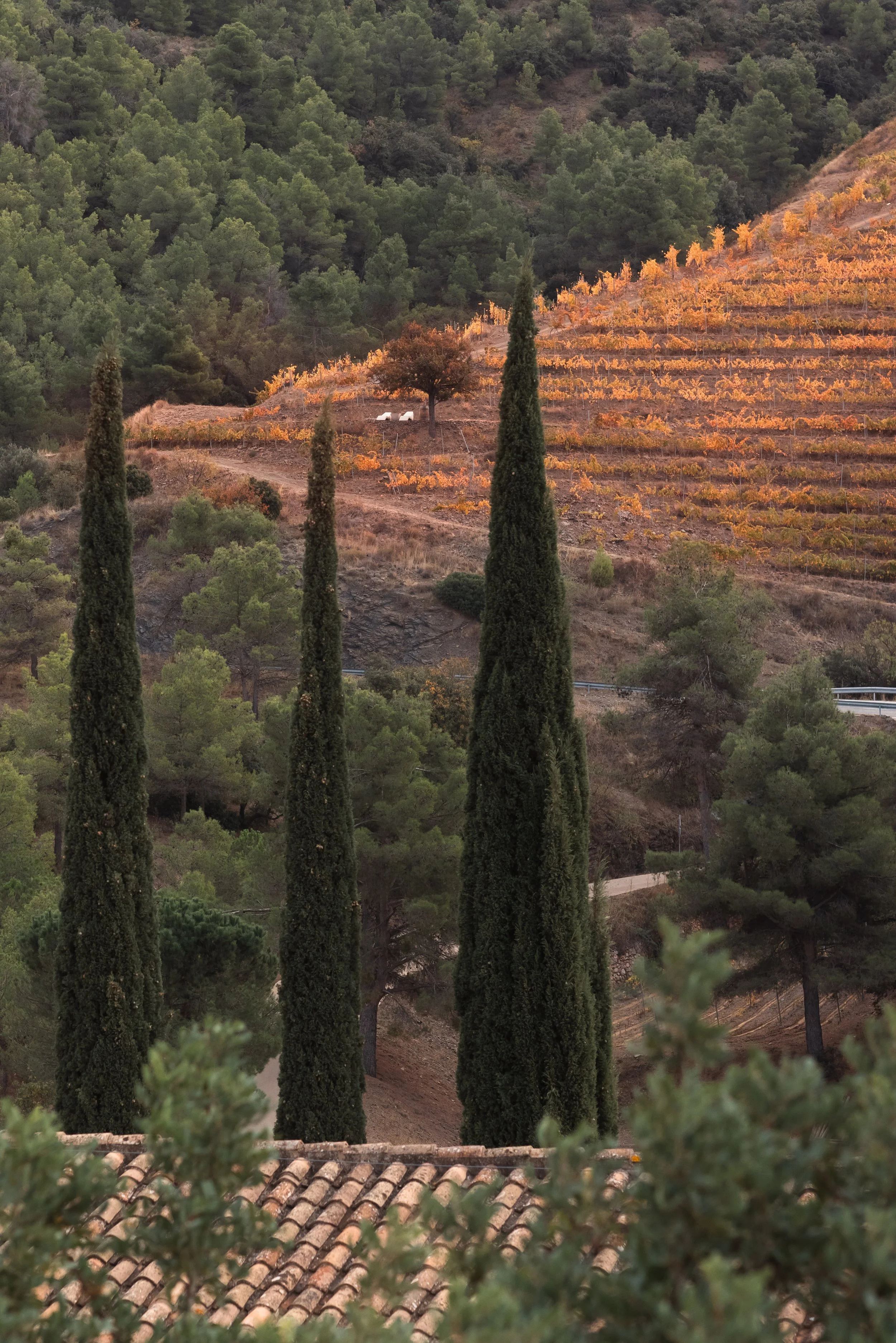 Majestic Priorat vistas at Terra Dominicata: iconic cypress trees stand guard over rolling vineyards and forested slopes under a dramatic sky.