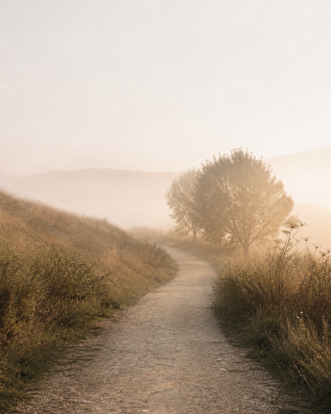 Ein leichter Nebel über einem Kiesweg, der durch eine hügelige Landschaft mit Bäumen und buschigen Pflanzen führt, bei Sonnenaufgang oder Sonnenuntergang.
